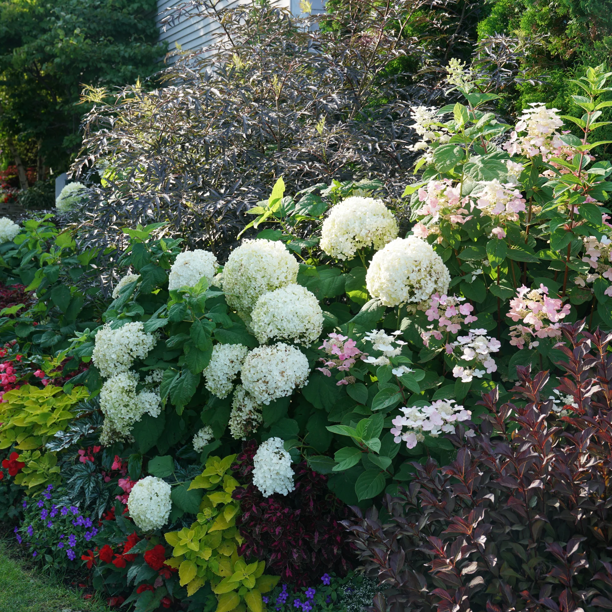 Incrediball® Smooth Hydrangea (arborescens) - Image 7