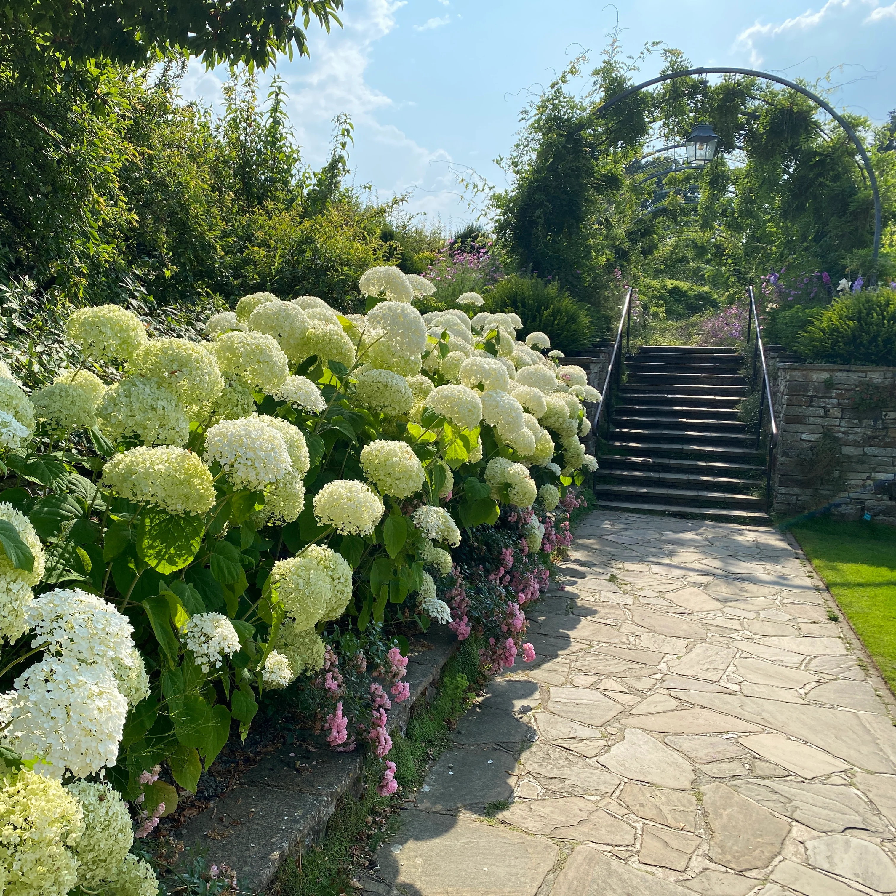 Incrediball® Smooth Hydrangea (arborescens) - Image 8