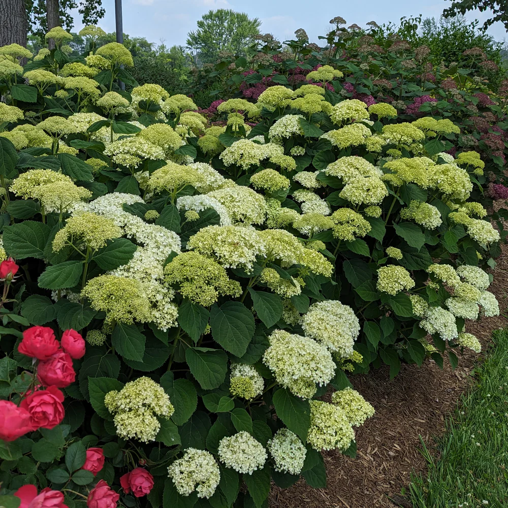 Incrediball Storm Proof™ Smooth Hydrangea (arborescens) | Proven Winners® New Variety 2026 - Image 4