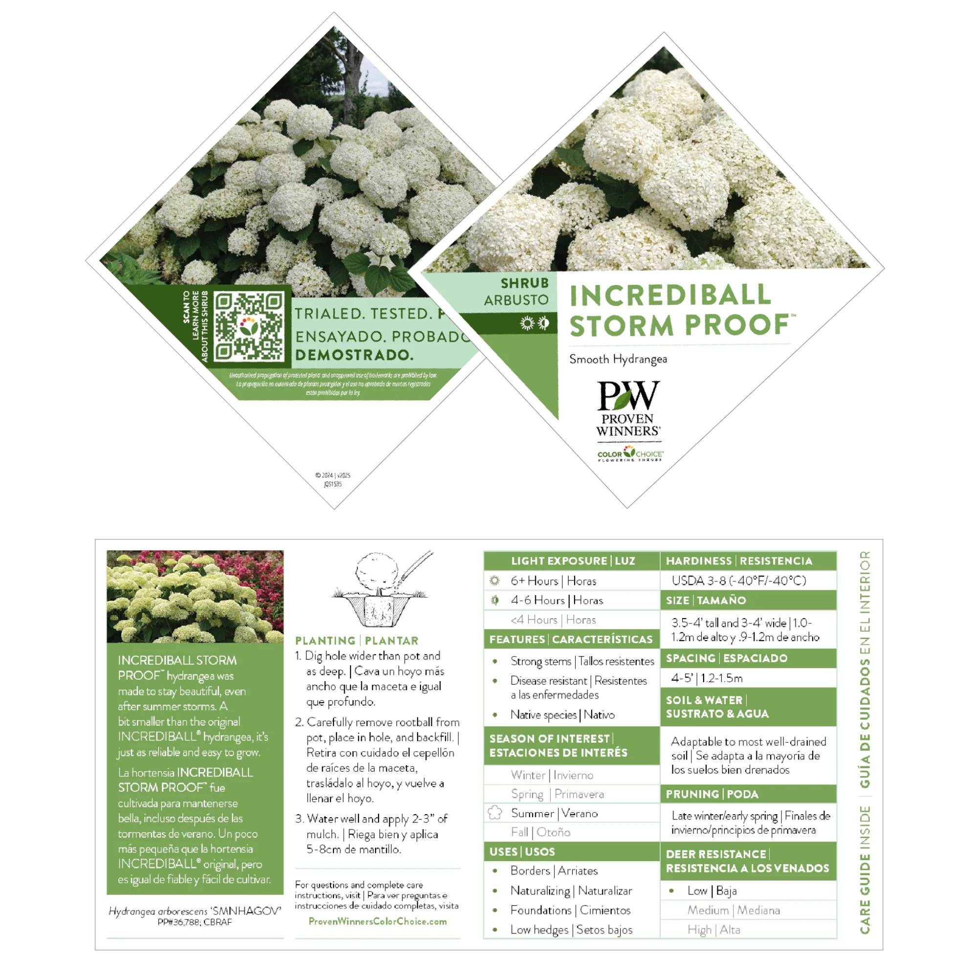 Incrediball Storm Proof™ Smooth Hydrangea (arborescens) | Proven Winners® New Variety 2026 - Image 7