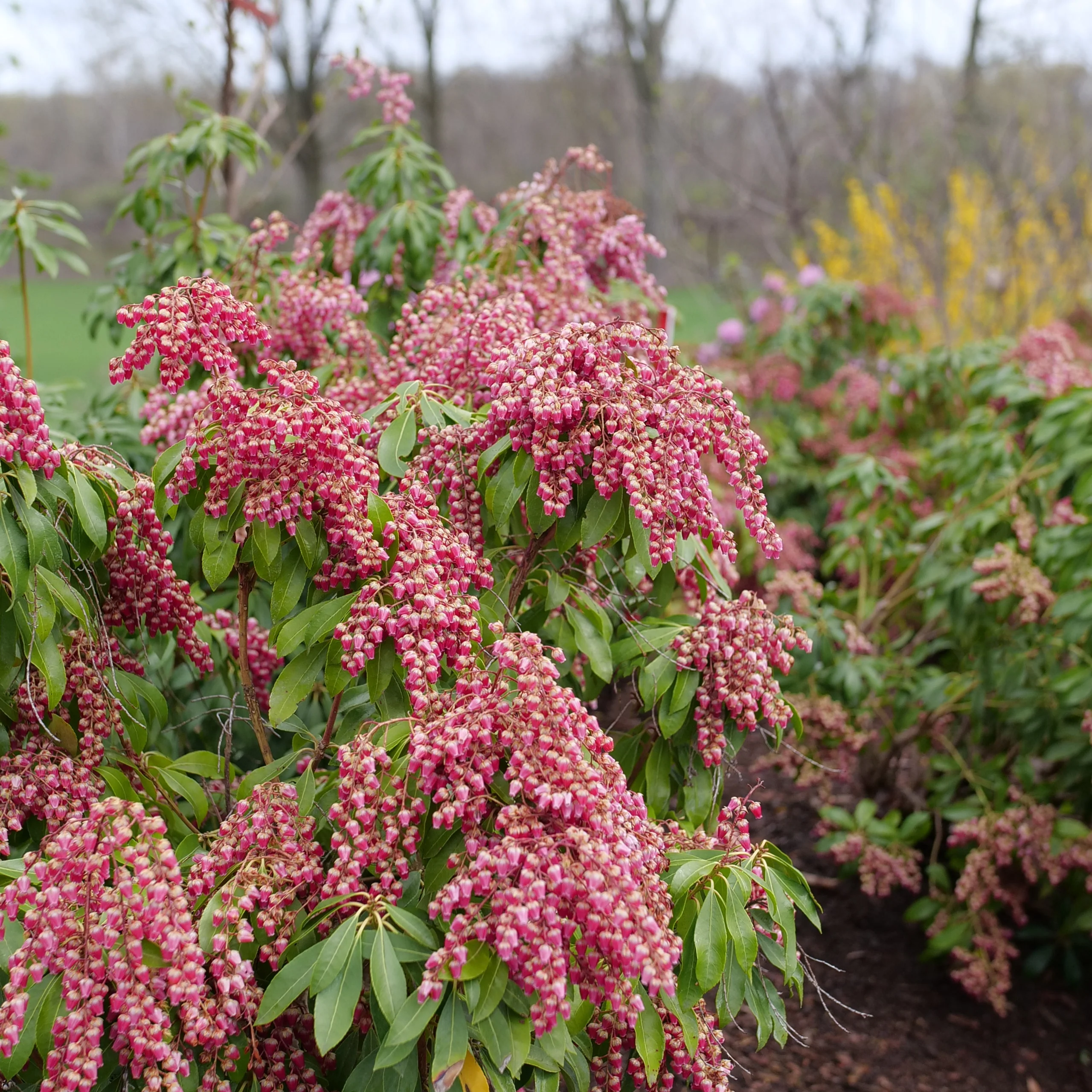 Interstella® Lily of the Valley Shrub (Pieris japonica) - Image 10