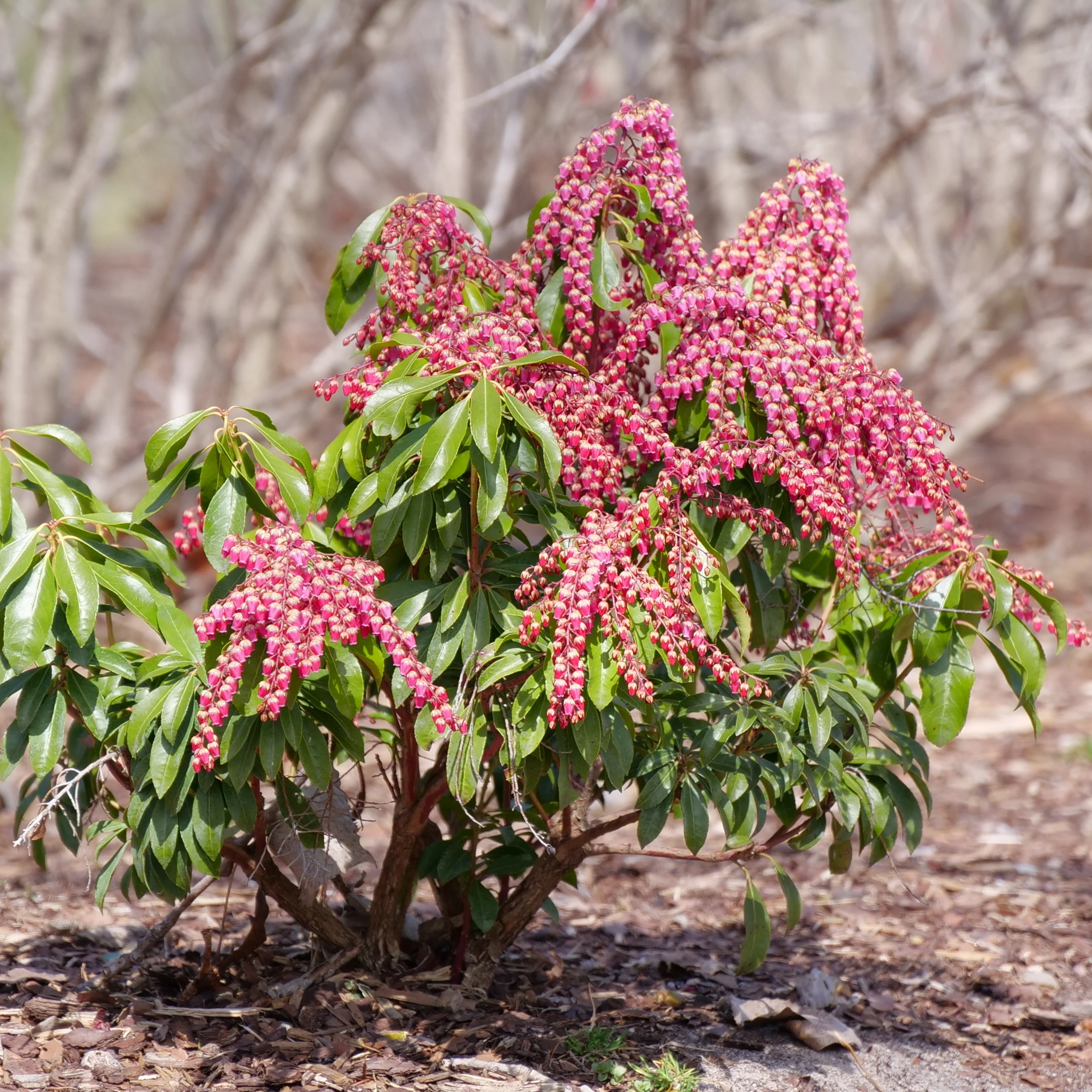 Interstella® Lily of the Valley Shrub (Pieris japonica) - Image 13