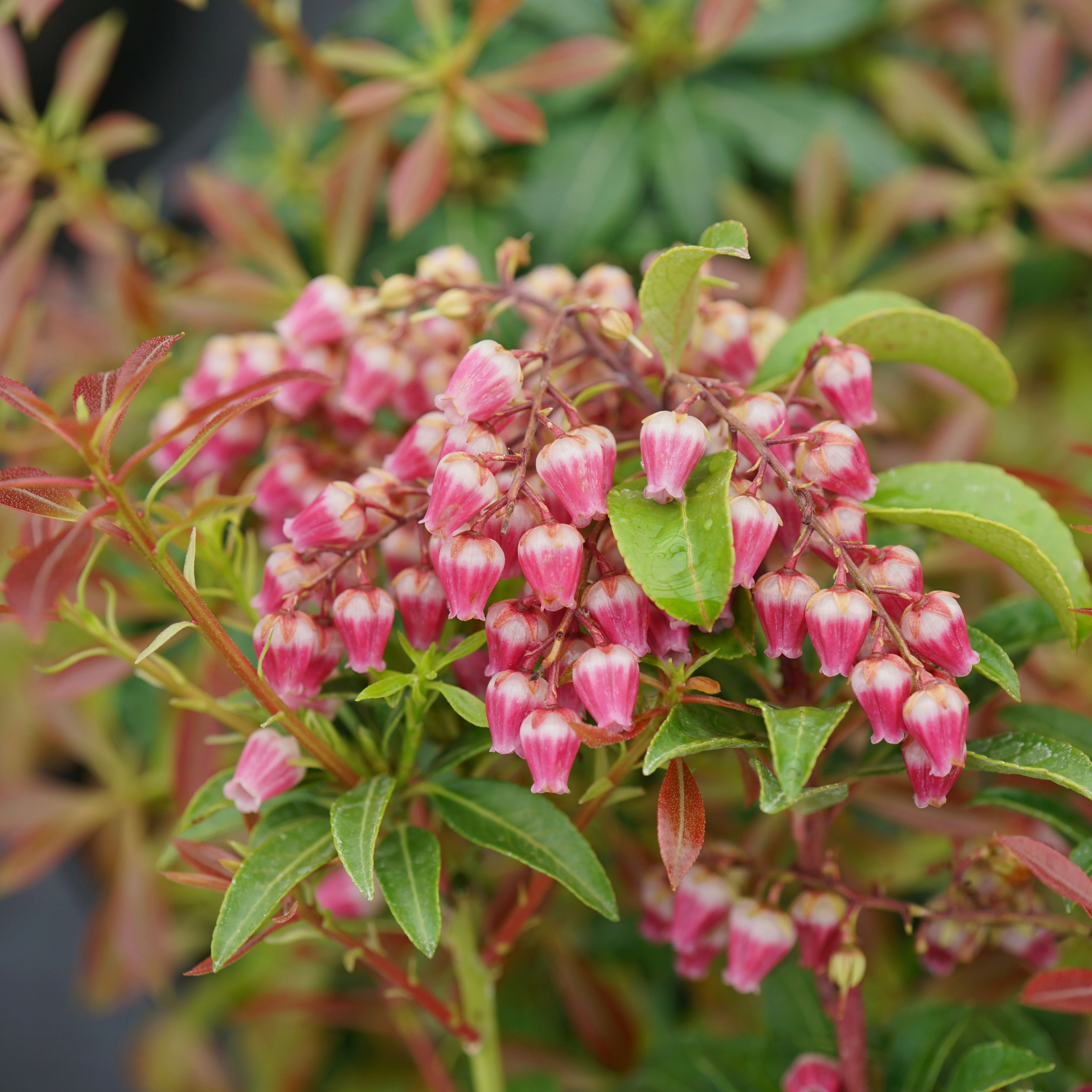 Interstella® Lily of the Valley Shrub (Pieris japonica) - Image 5