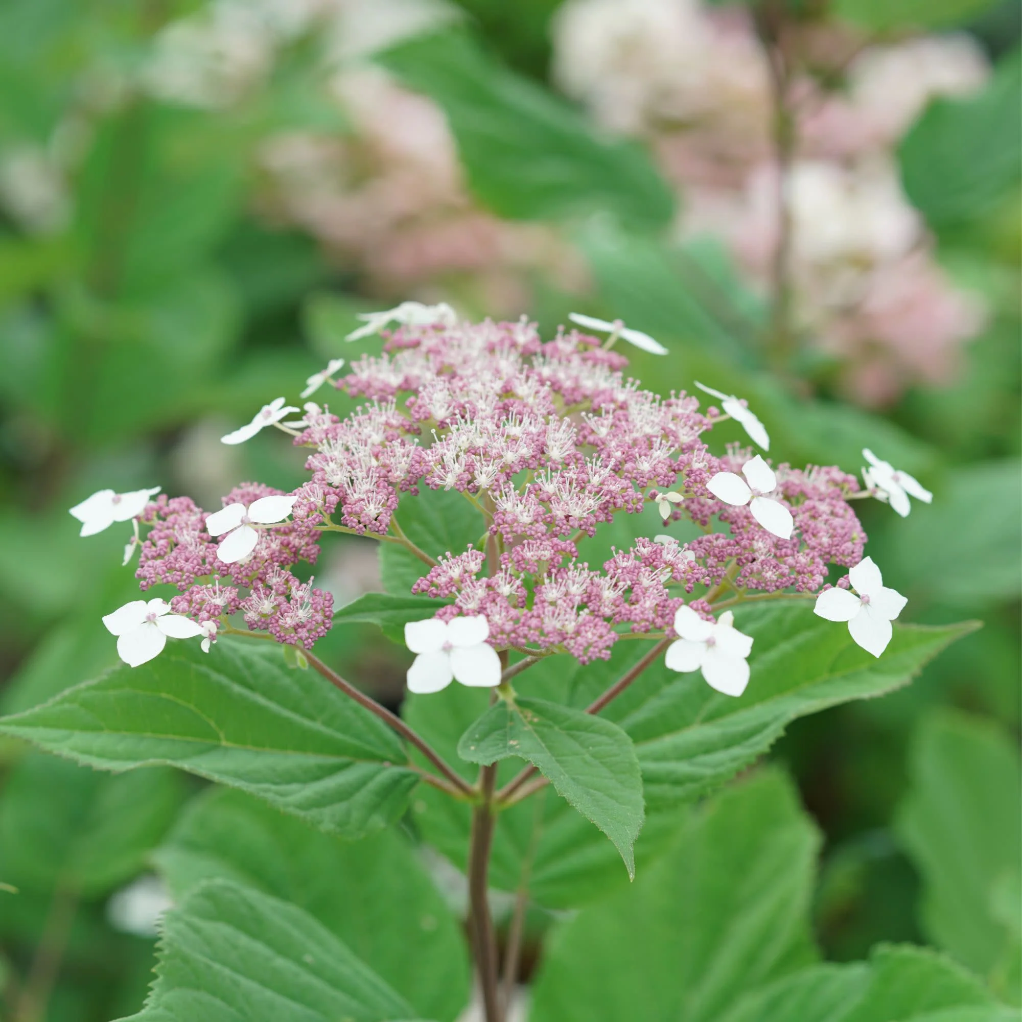 Invincibelle Lace® Smooth Hydrangea (arborescens subsp. radiata) - Image 3