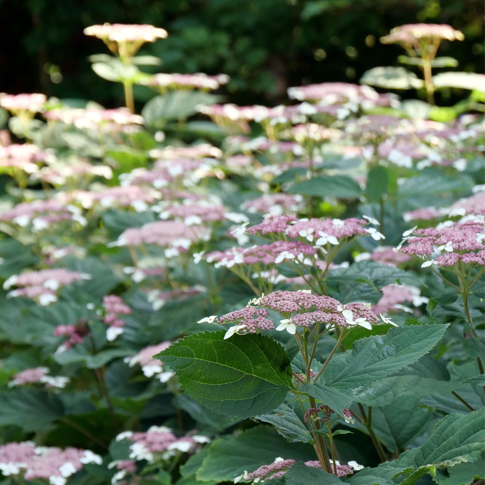 Invincibelle Lace® Smooth Hydrangea (arborescens subsp. radiata) - Image 4
