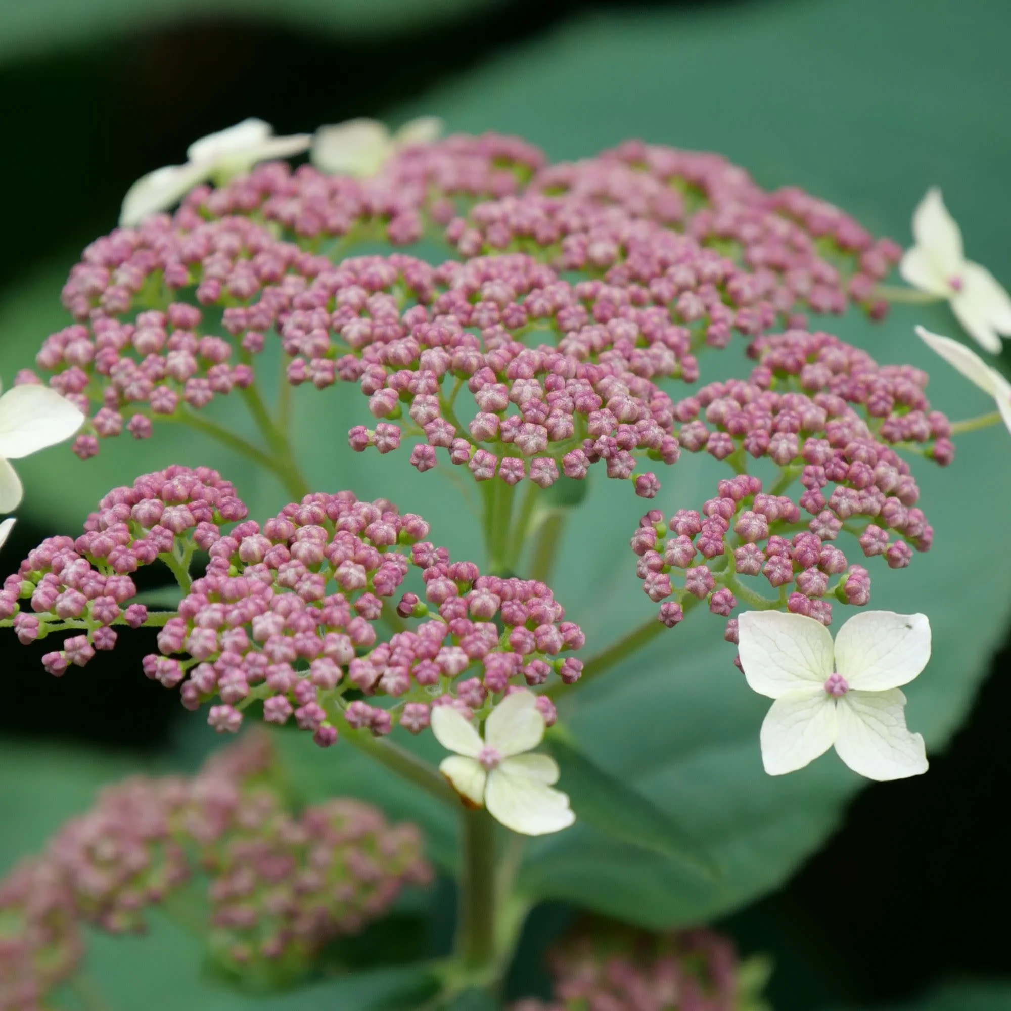 Invincibelle Lace® Smooth Hydrangea (arborescens subsp. radiata) - Image 5