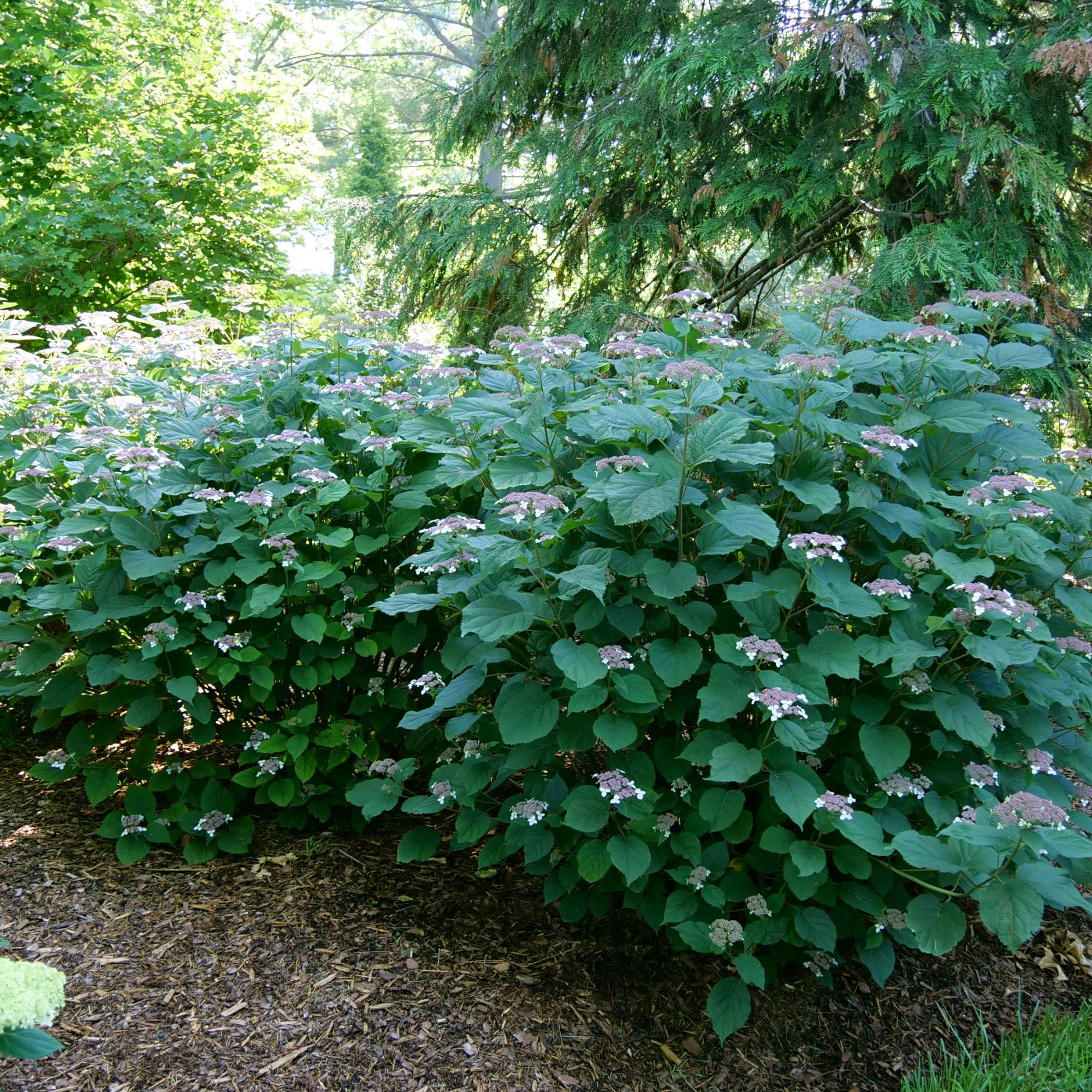Invincibelle Lace® Smooth Hydrangea (arborescens subsp. radiata) - Image 6
