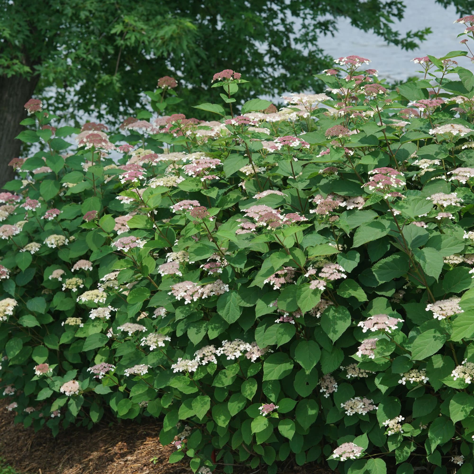 Invincibelle Lace® Smooth Hydrangea (arborescens subsp. radiata) - Image 7
