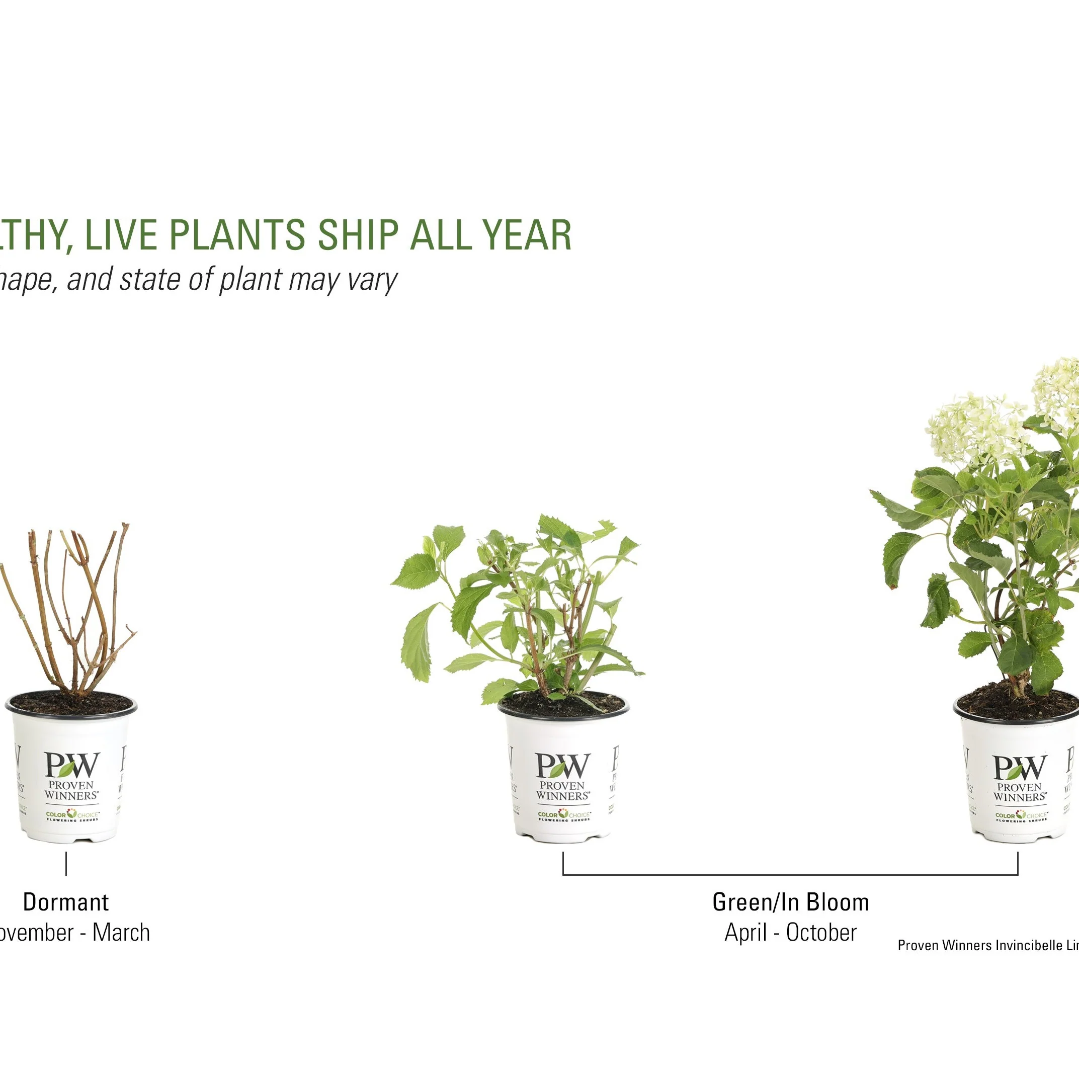 Invincibelle Limetta® Smooth Hydrangea (arborescens) - Image 10