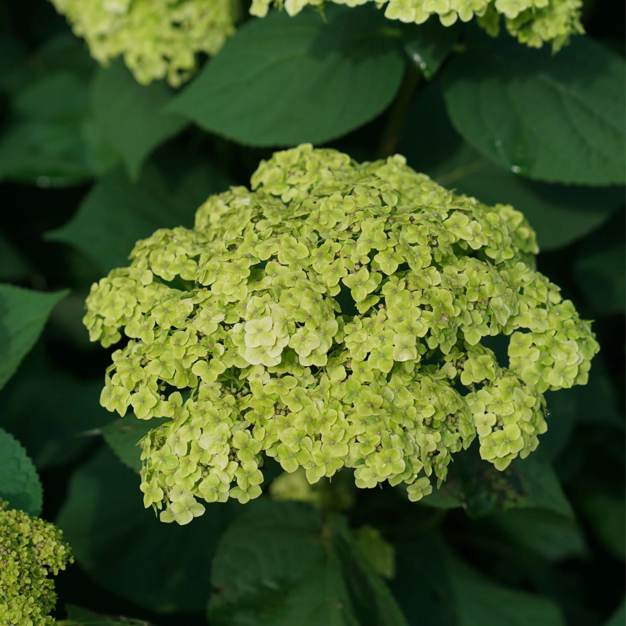 Invincibelle Sublime™ Smooth Hydrangea (arborescens) - Image 5