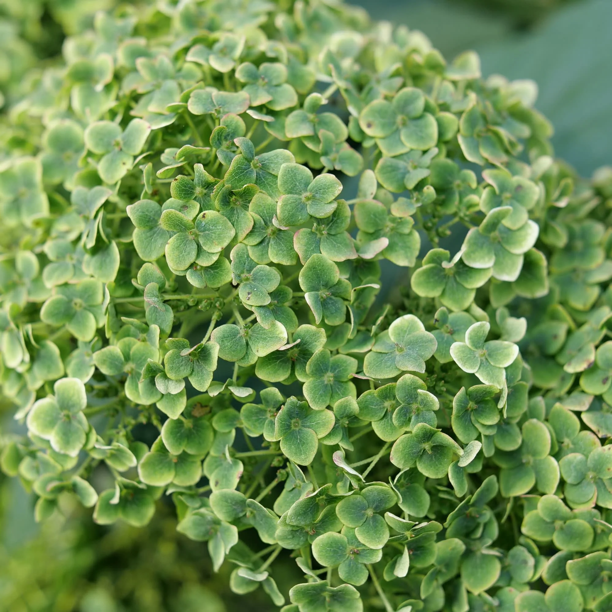Invincibelle Sublime™ Smooth Hydrangea (arborescens) - Image 6