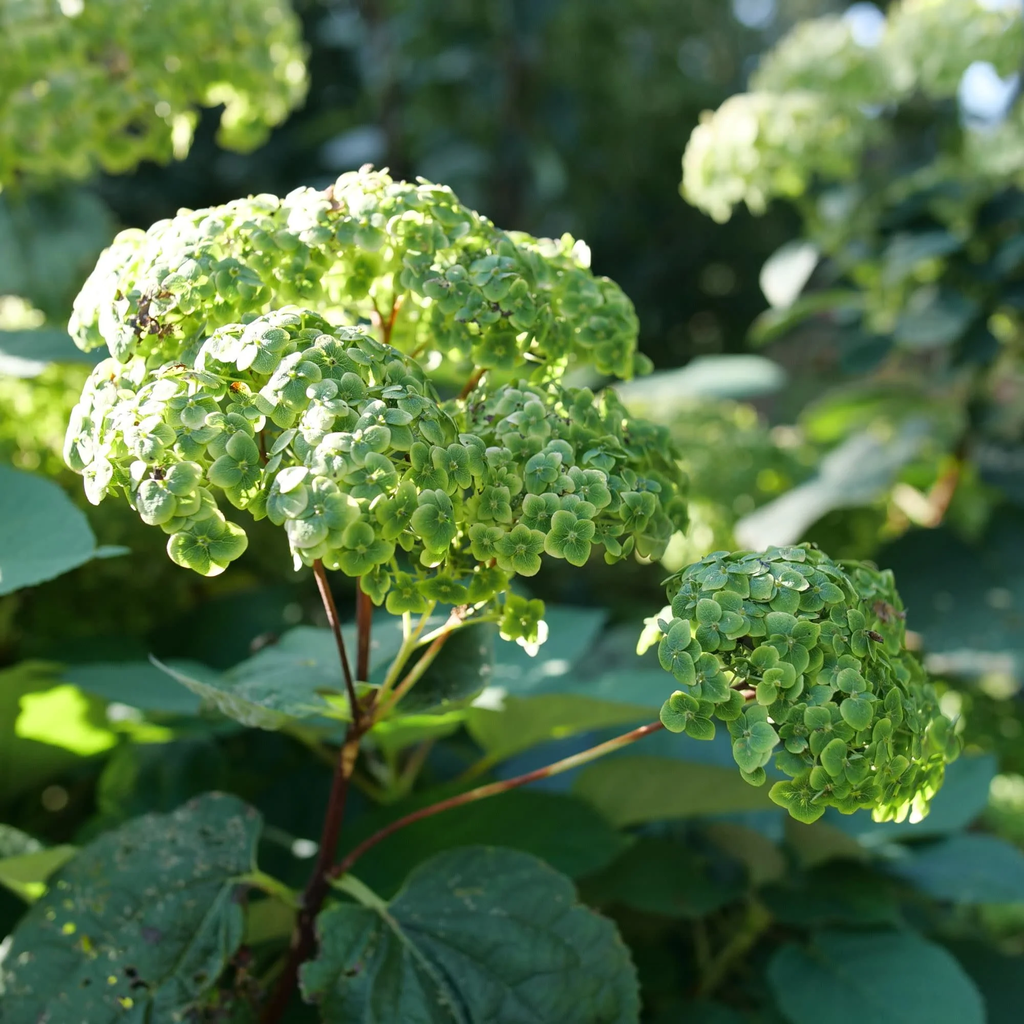 Invincibelle Sublime™ Smooth Hydrangea (arborescens) - Image 7