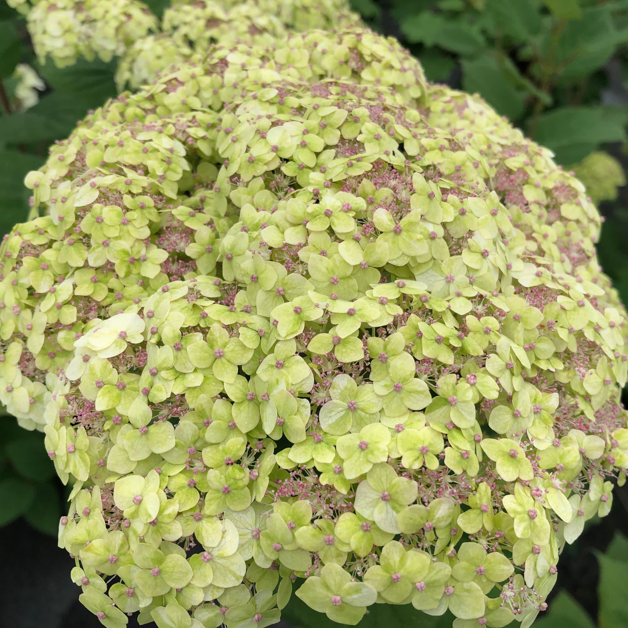 Invincibelle Sublime™ Smooth Hydrangea (arborescens) - Image 8
