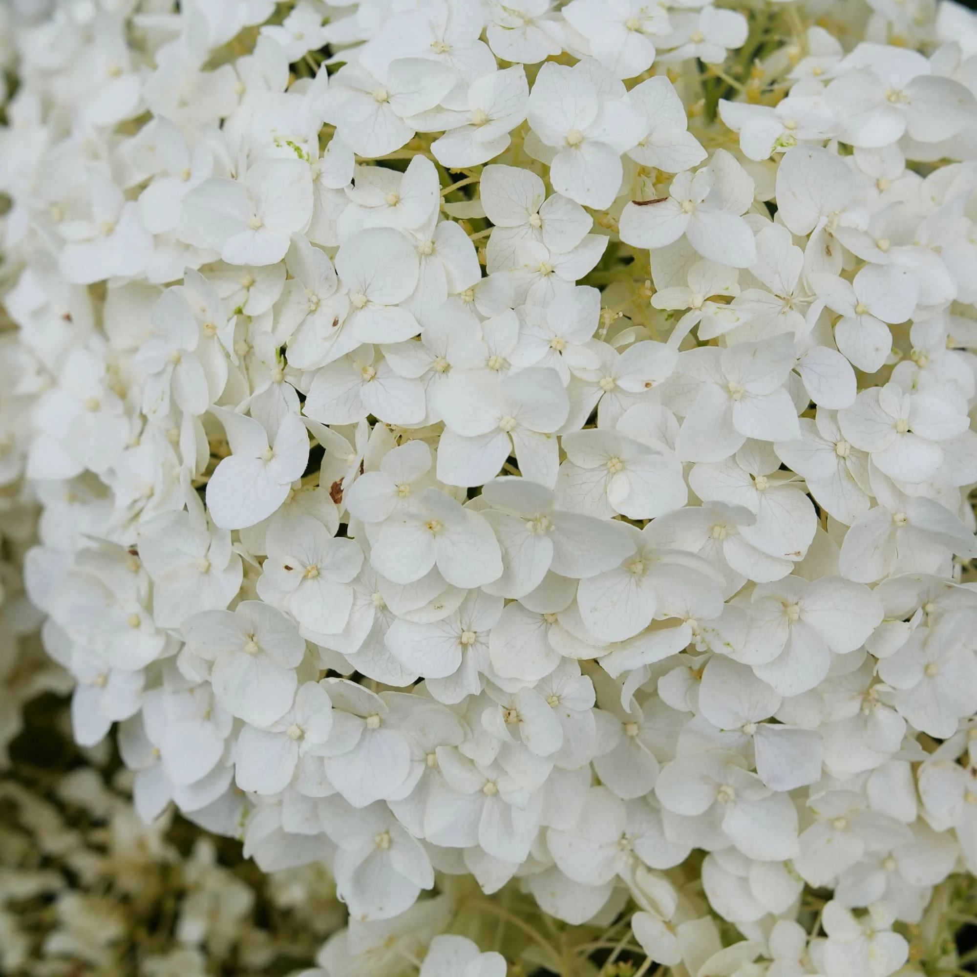 Invincibelle Wee White 2.0 Smooth Hydrangea (arborescens) | Proven Winners® New Variety 2027 - Image 3