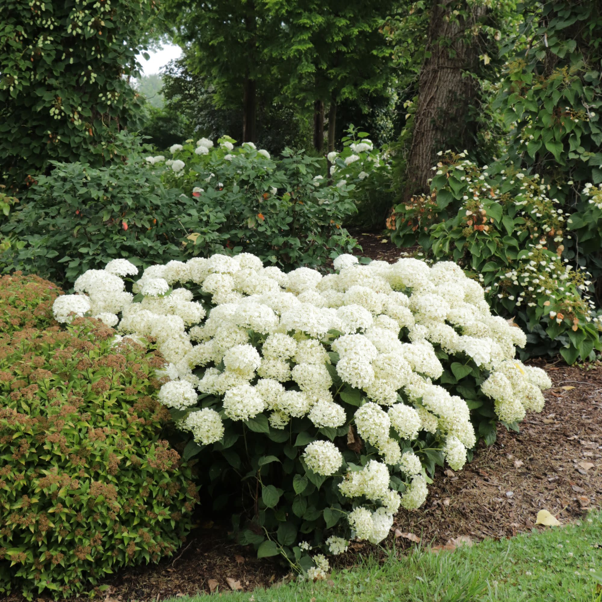 Invincibelle Wee White 2.0 Smooth Hydrangea (arborescens) | Proven Winners® New Variety 2027 - Image 4