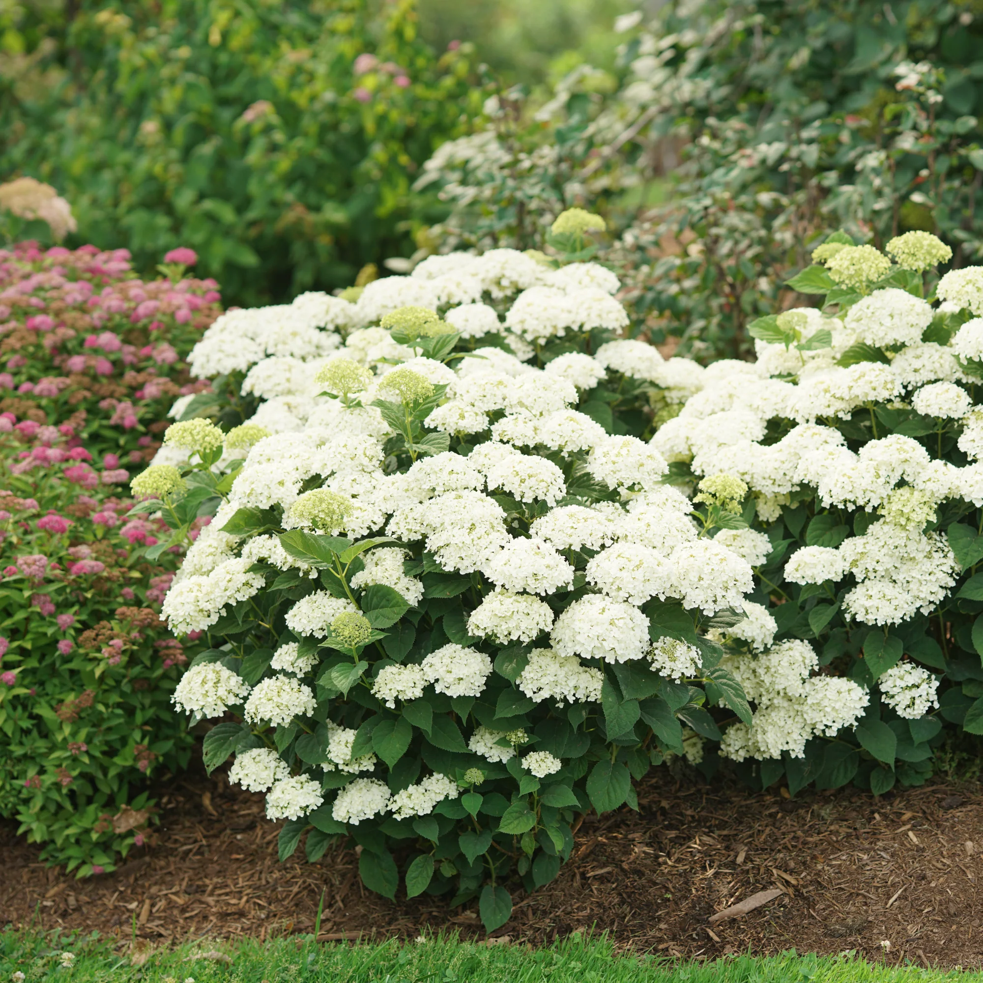 Invincibelle Wee White 2.0 Smooth Hydrangea (arborescens) | Proven Winners® New Variety 2027 - Image 5