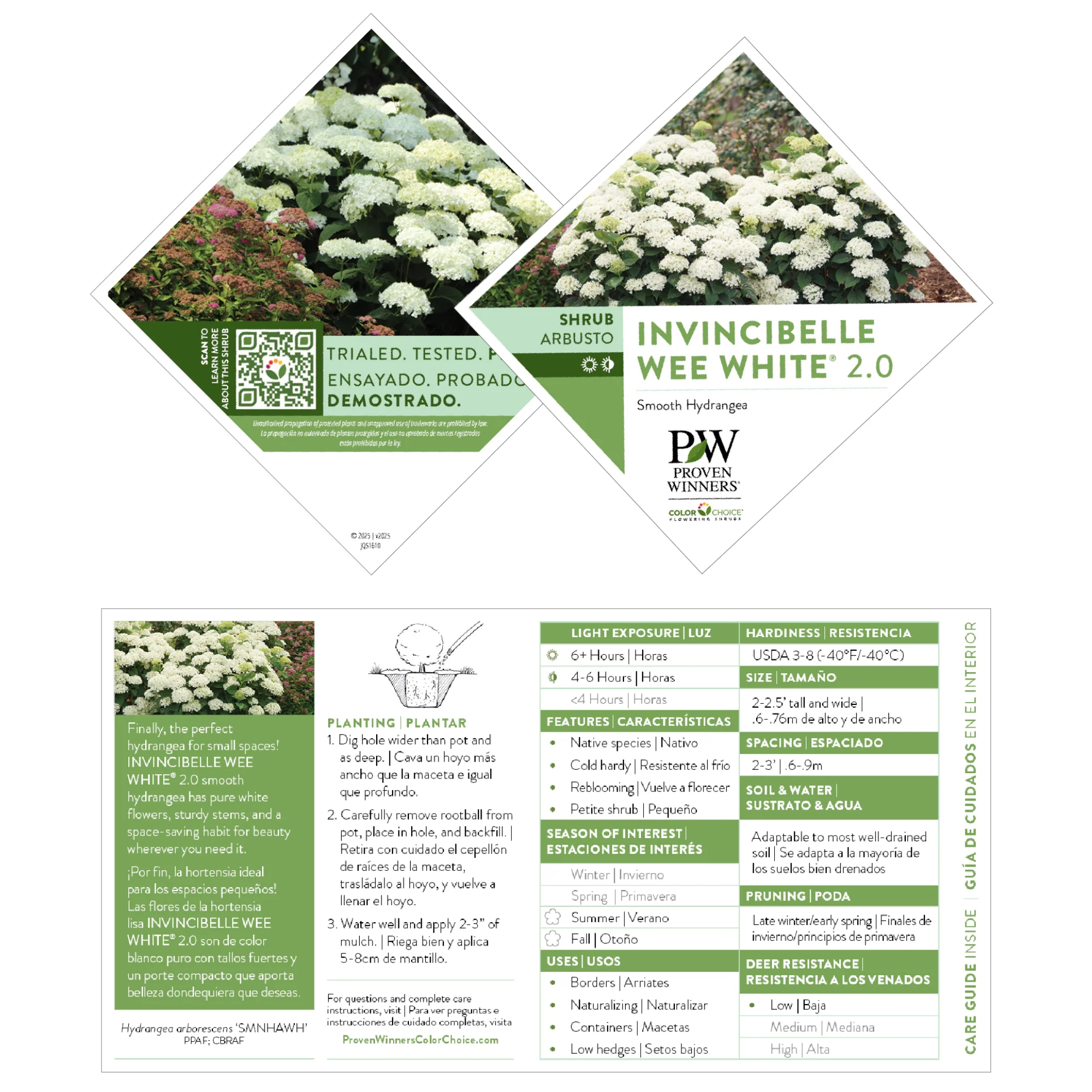 Invincibelle Wee White 2.0 Smooth Hydrangea (arborescens) | Proven Winners® New Variety 2027 - Image 7