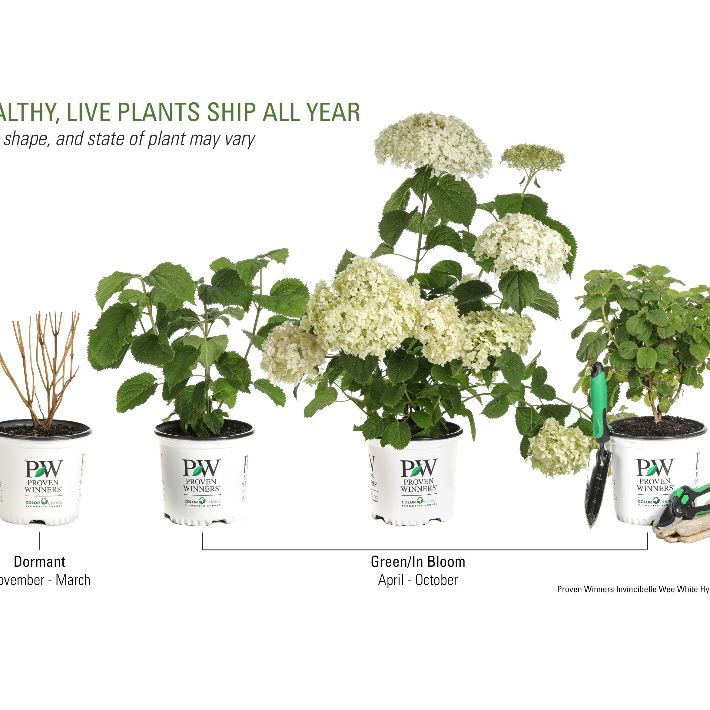 Invincibelle Wee White® Smooth Hydrangea (arborescens) - Image 10