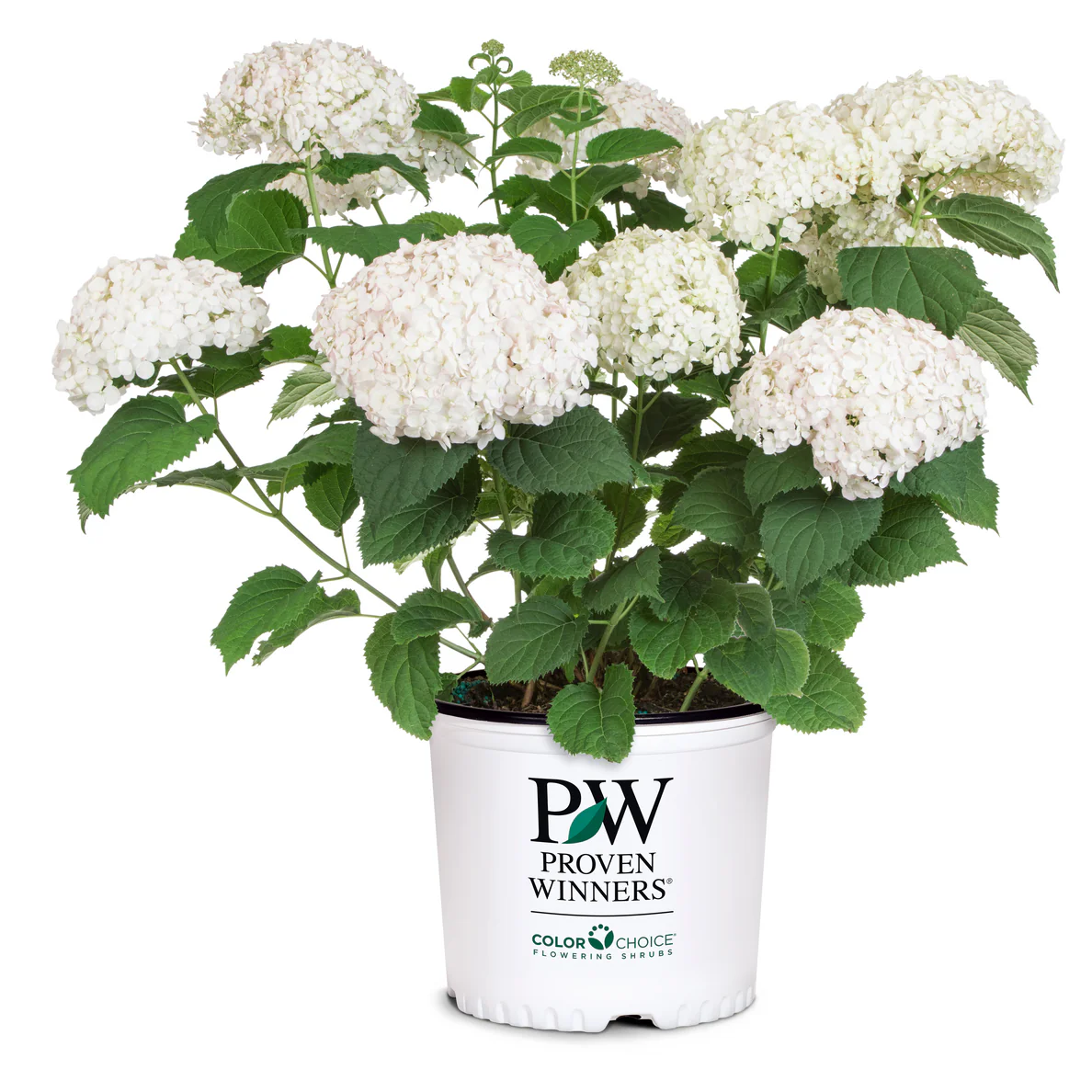 Invincibelle Wee White® Smooth Hydrangea (arborescens) - Image 2