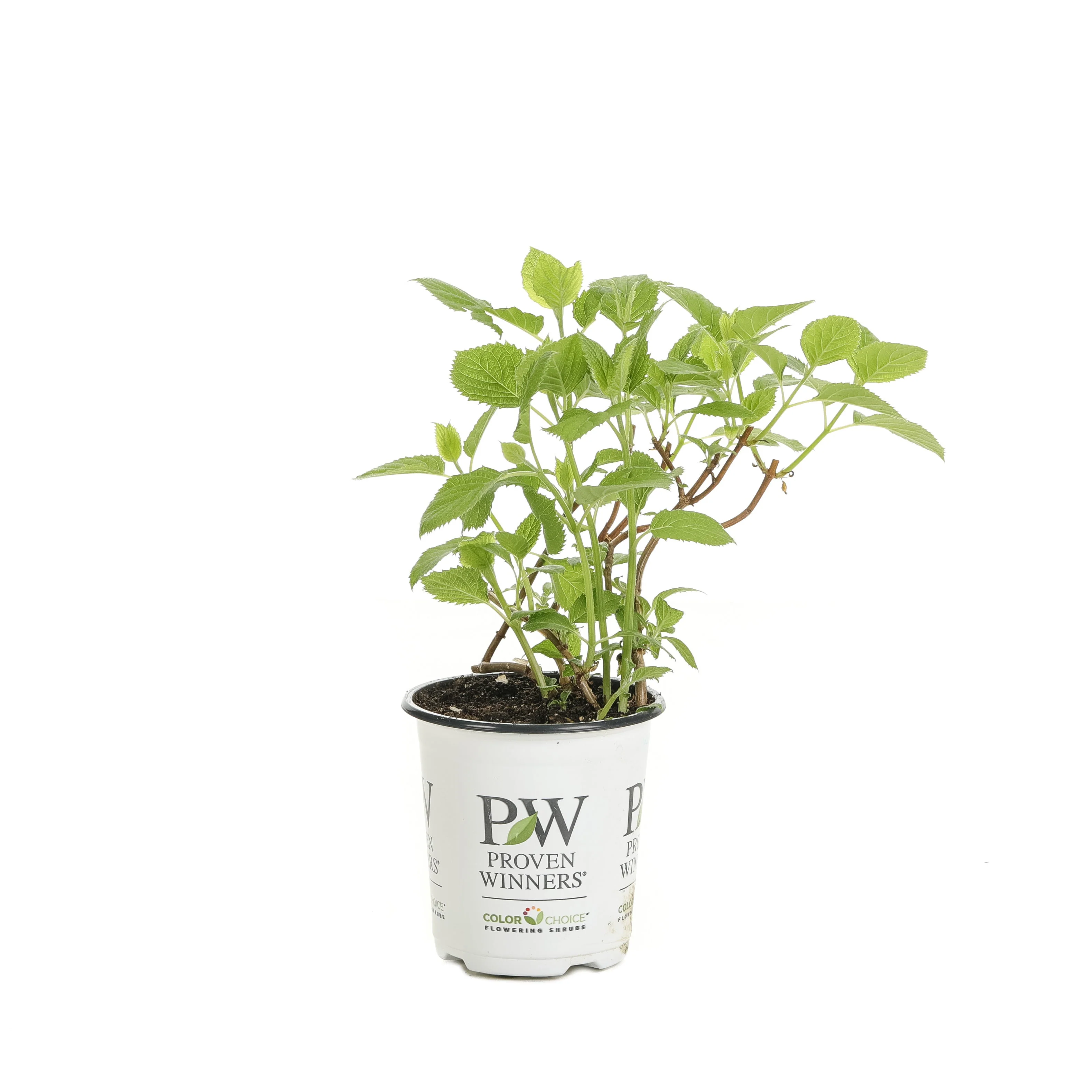Invincibelle Wee White® Smooth Hydrangea (arborescens) - Image 3