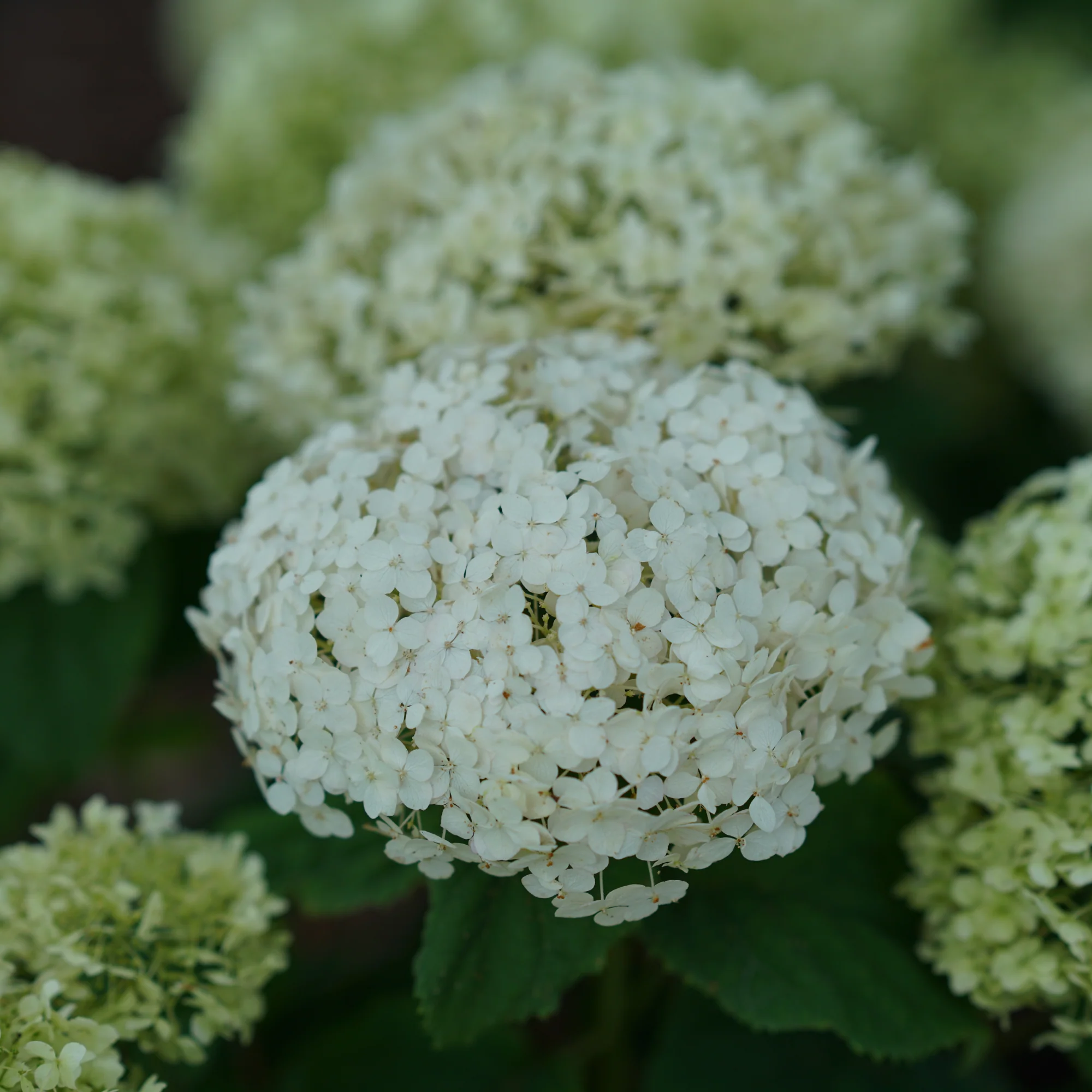 Invincibelle Wee White® Smooth Hydrangea (arborescens) - Image 5