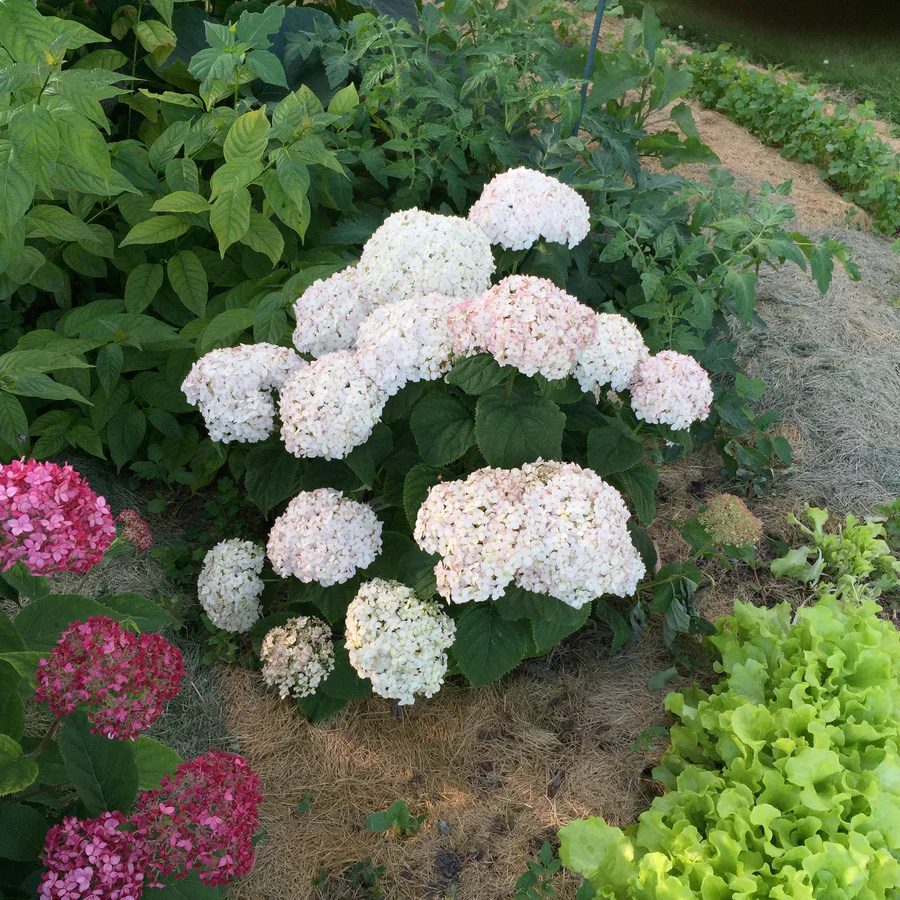 Invincibelle Wee White® Smooth Hydrangea (arborescens) - Image 6
