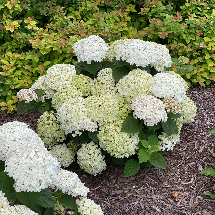 Invincibelle Wee White® Smooth Hydrangea (arborescens) - Image 7