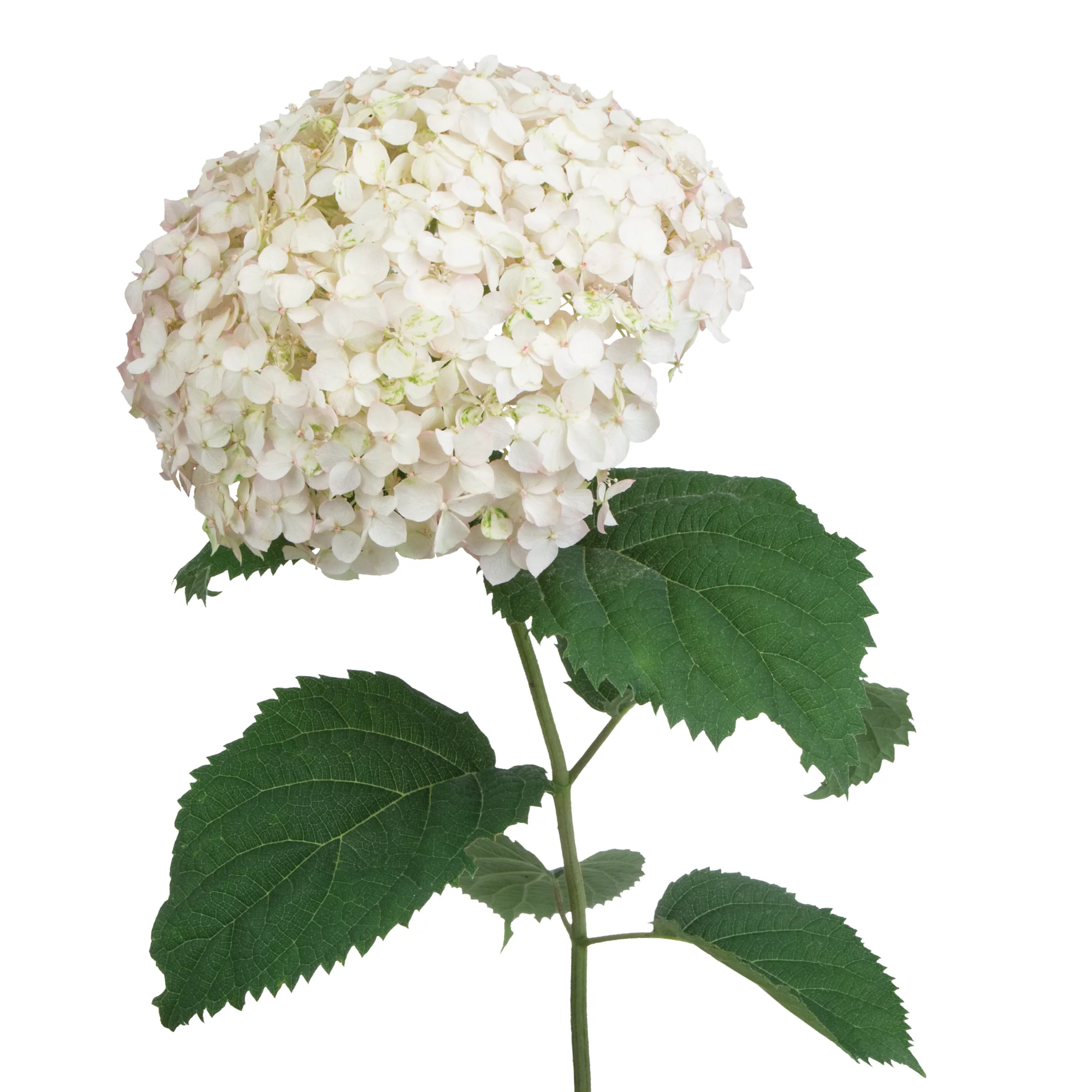 Invincibelle Wee White® Smooth Hydrangea (arborescens) - Image 8