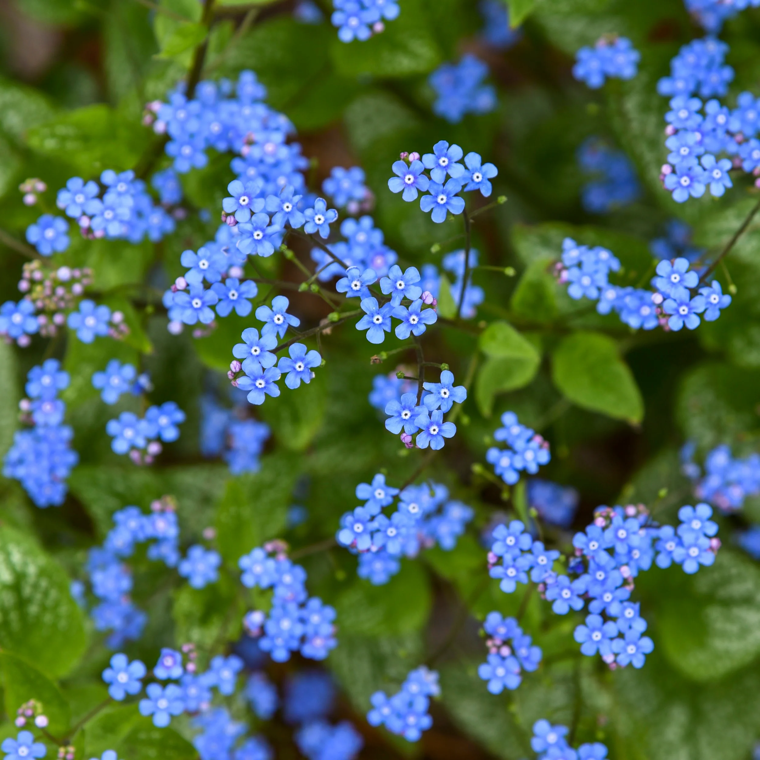 'Jack of Diamonds' Heartleaf Brunnera (macrophylla) - Image 3
