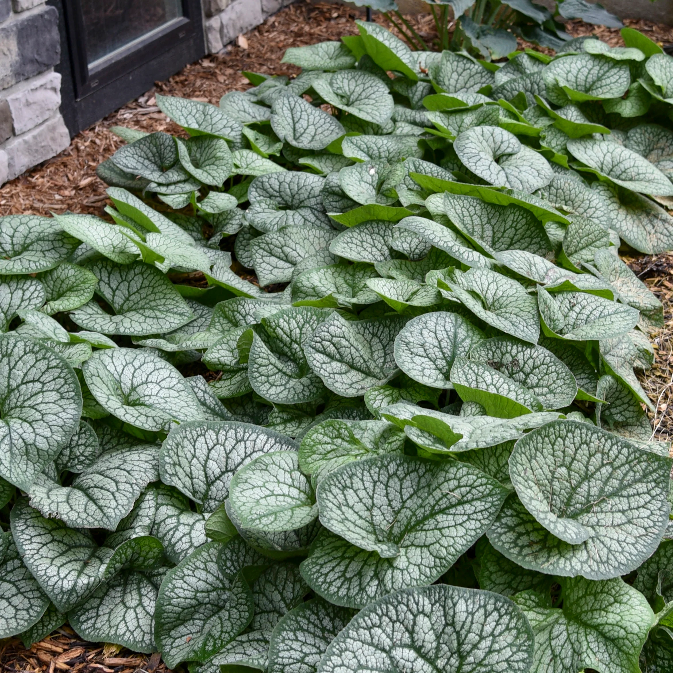 'Jack of Diamonds' Heartleaf Brunnera (macrophylla) - Image 7
