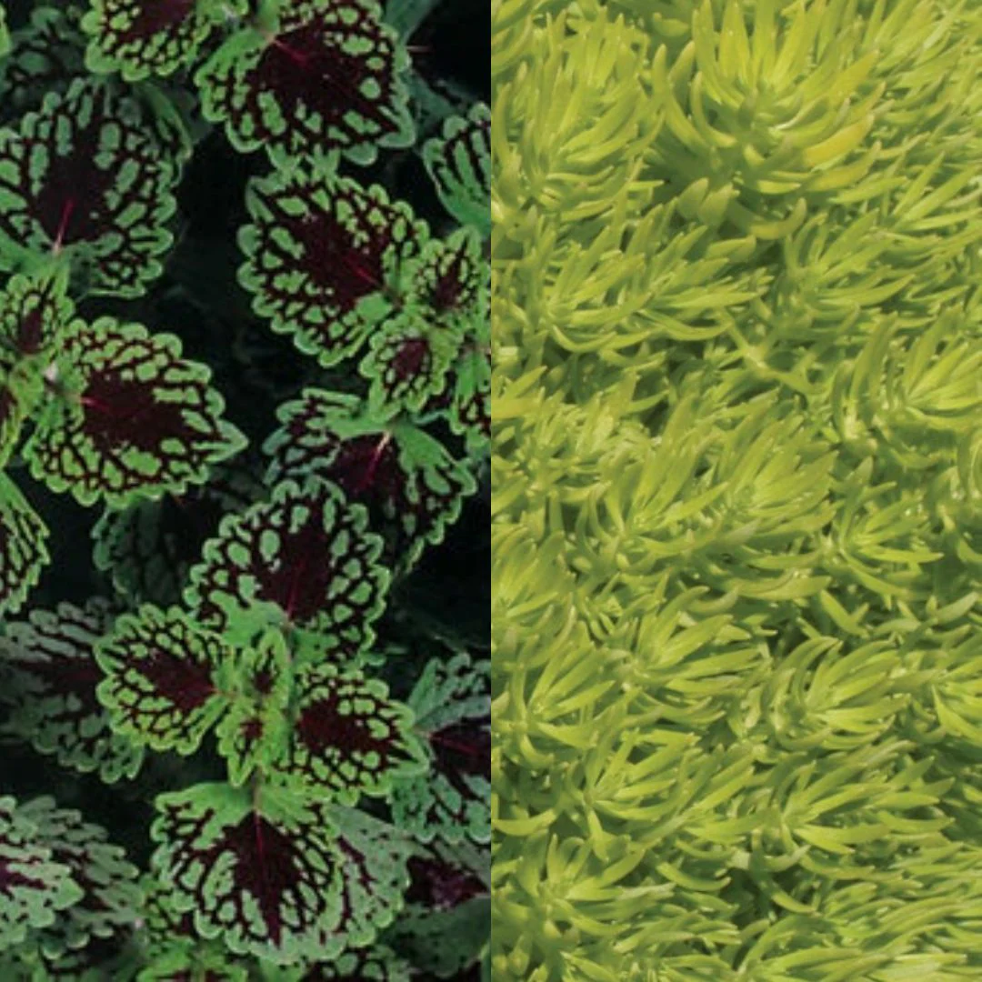 Jade - Image 2