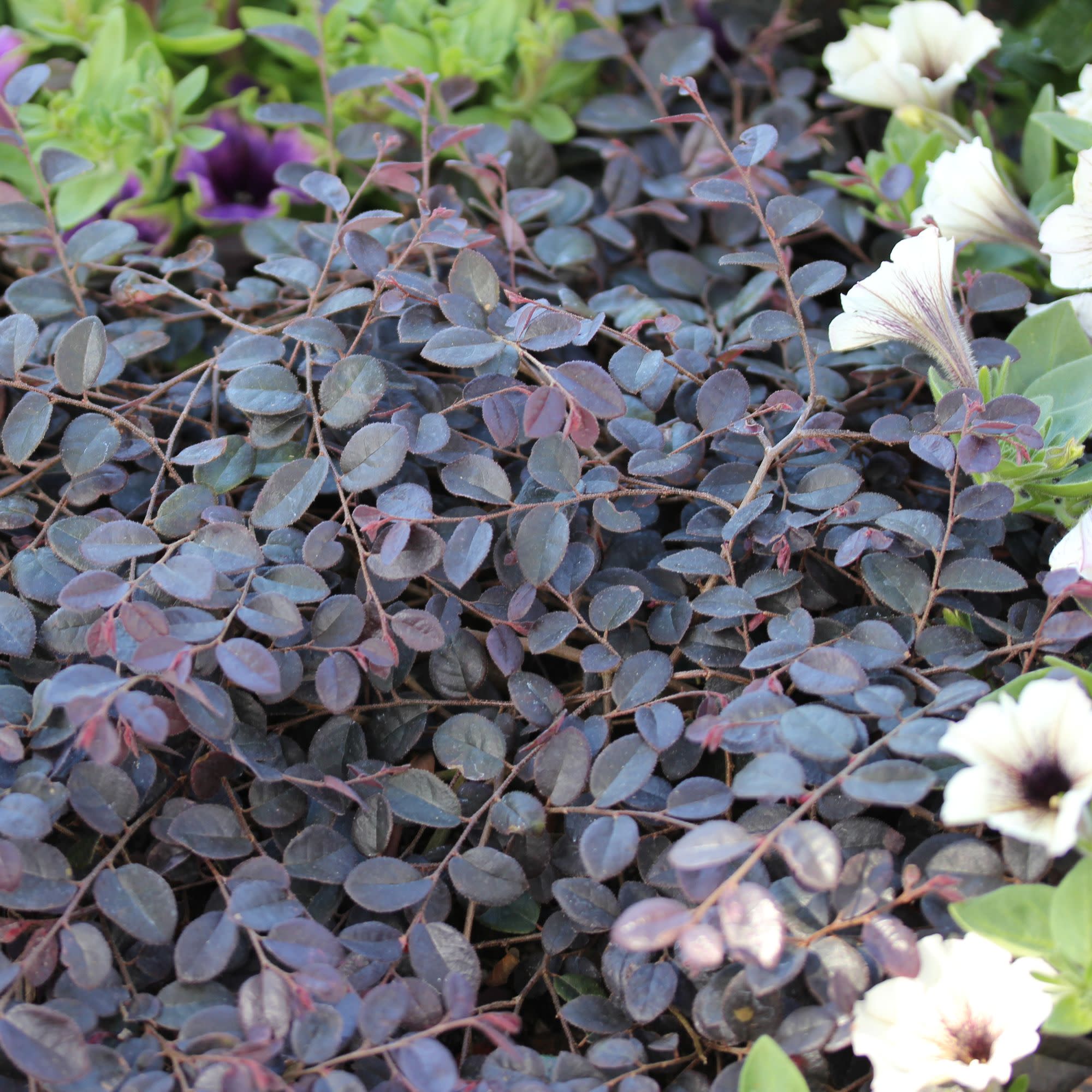 Jazz Hands Mini® Chinese Fringe-Flower (Loropetalum chinense) - Image 3