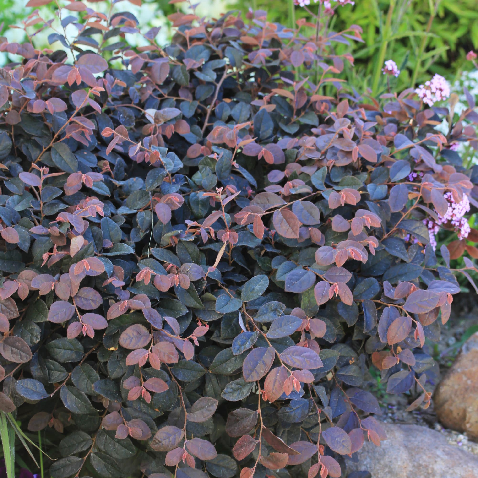 Jazz Hands® Pink Chinese Fringe-Flower (Loropetalum chinense) - Image 4