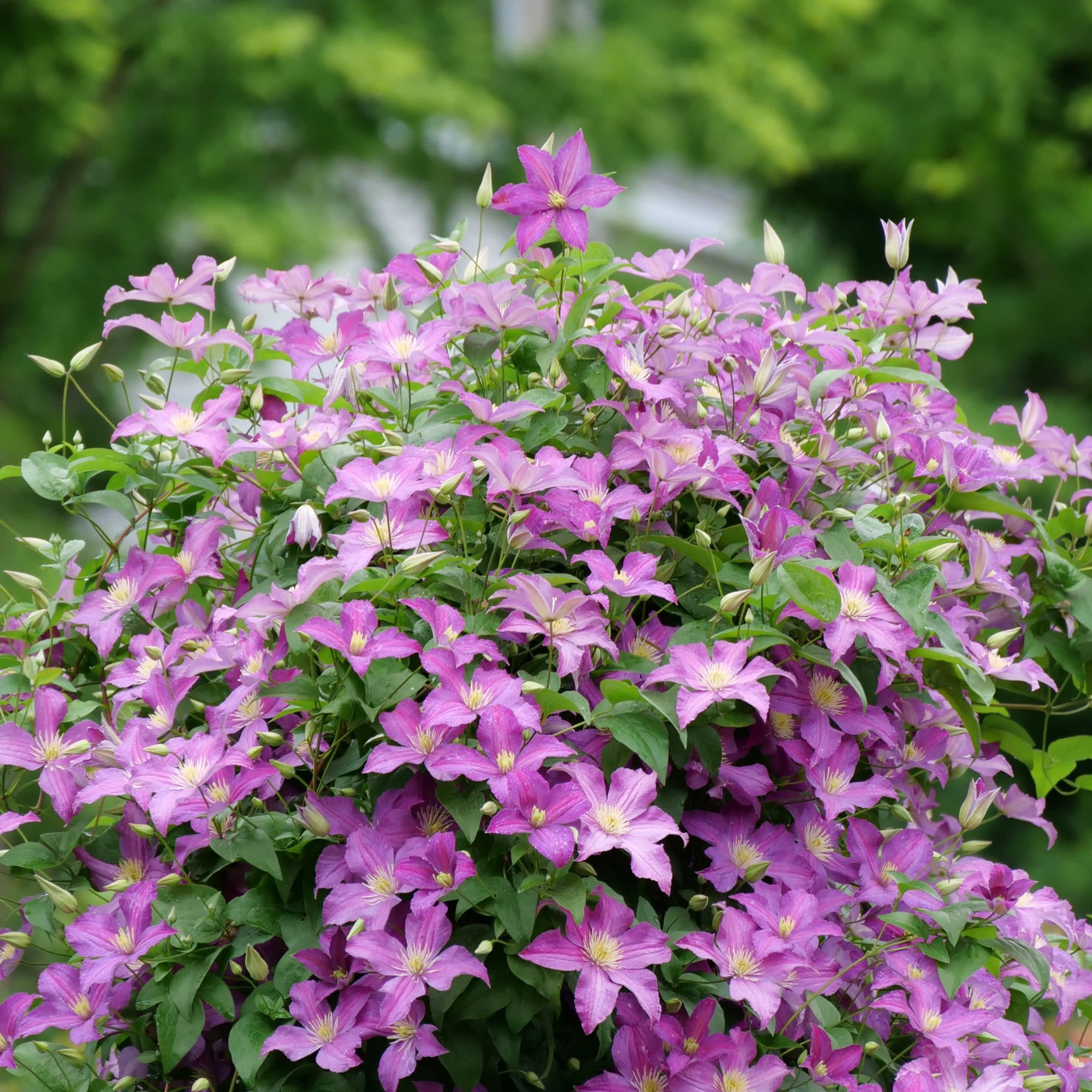 Jolly Good⢠Clematis
