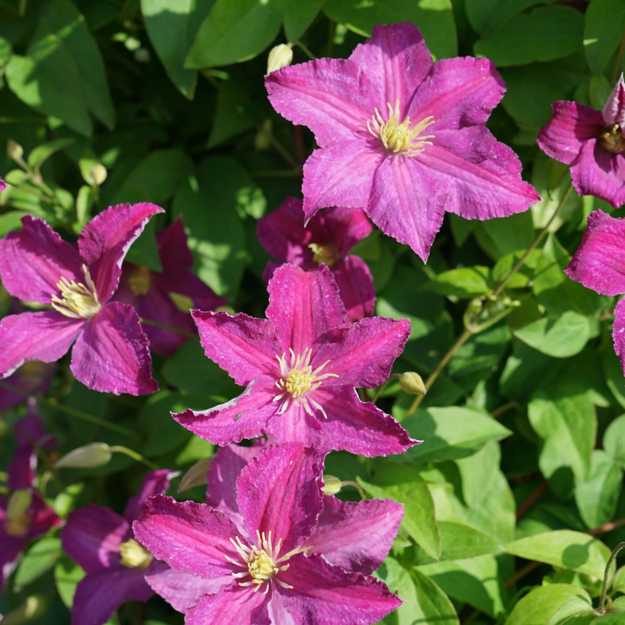 Jolly Good⢠Clematis - Image 3