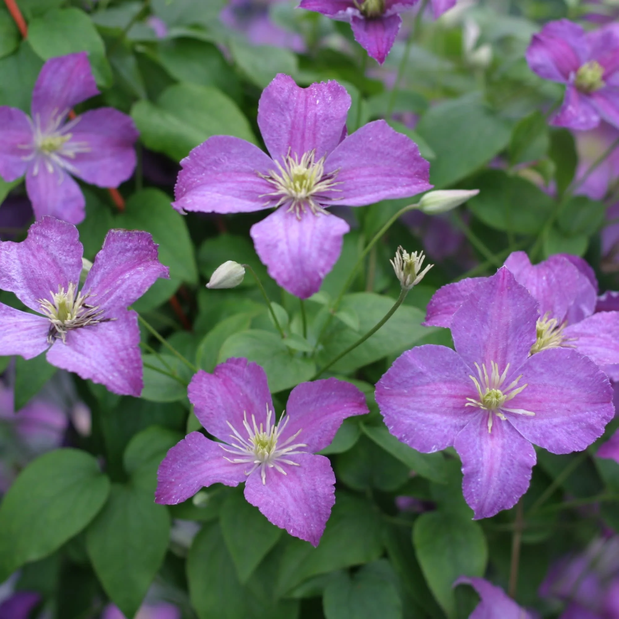 Jolly Good⢠Clematis - Image 4