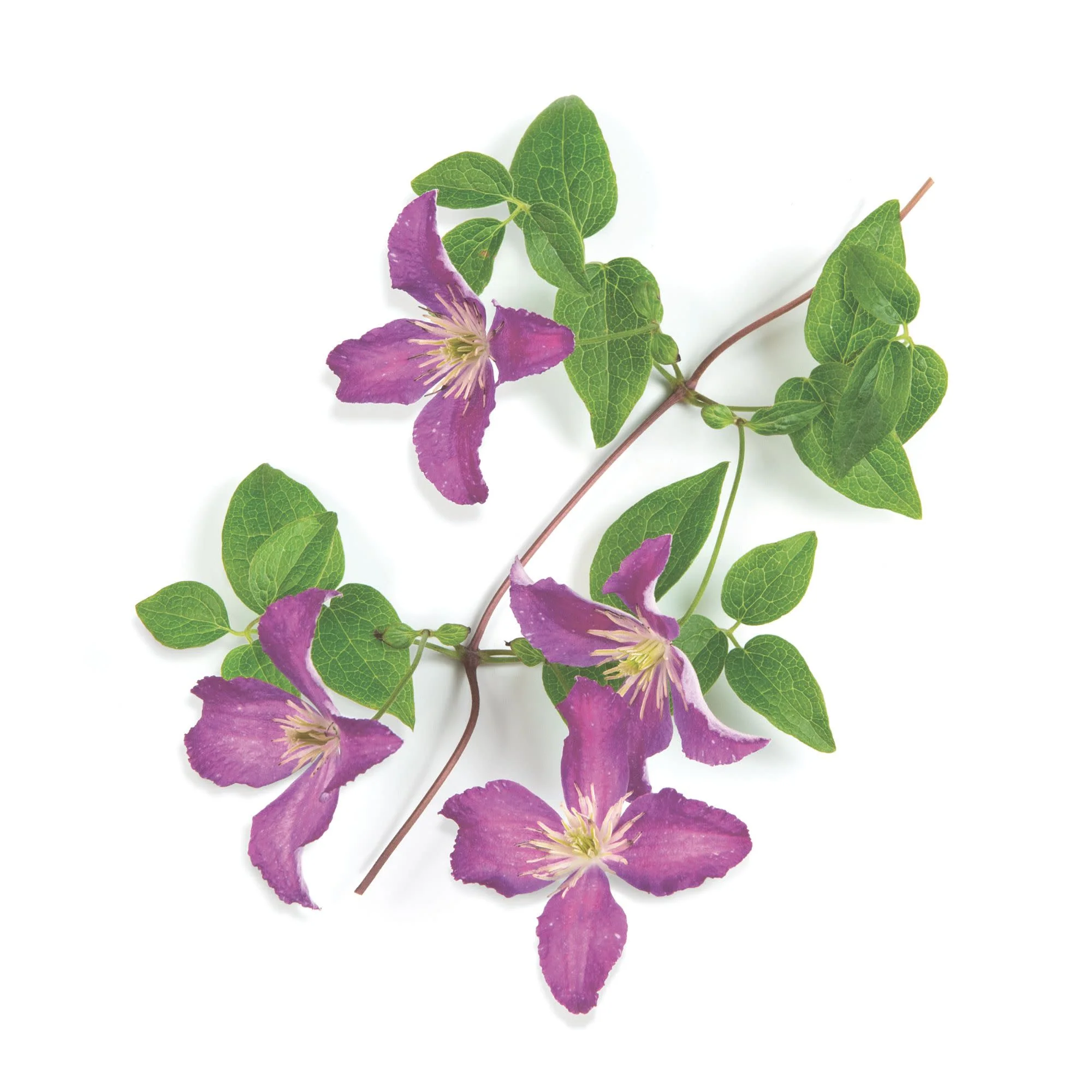 Jolly Good⢠Clematis - Image 9