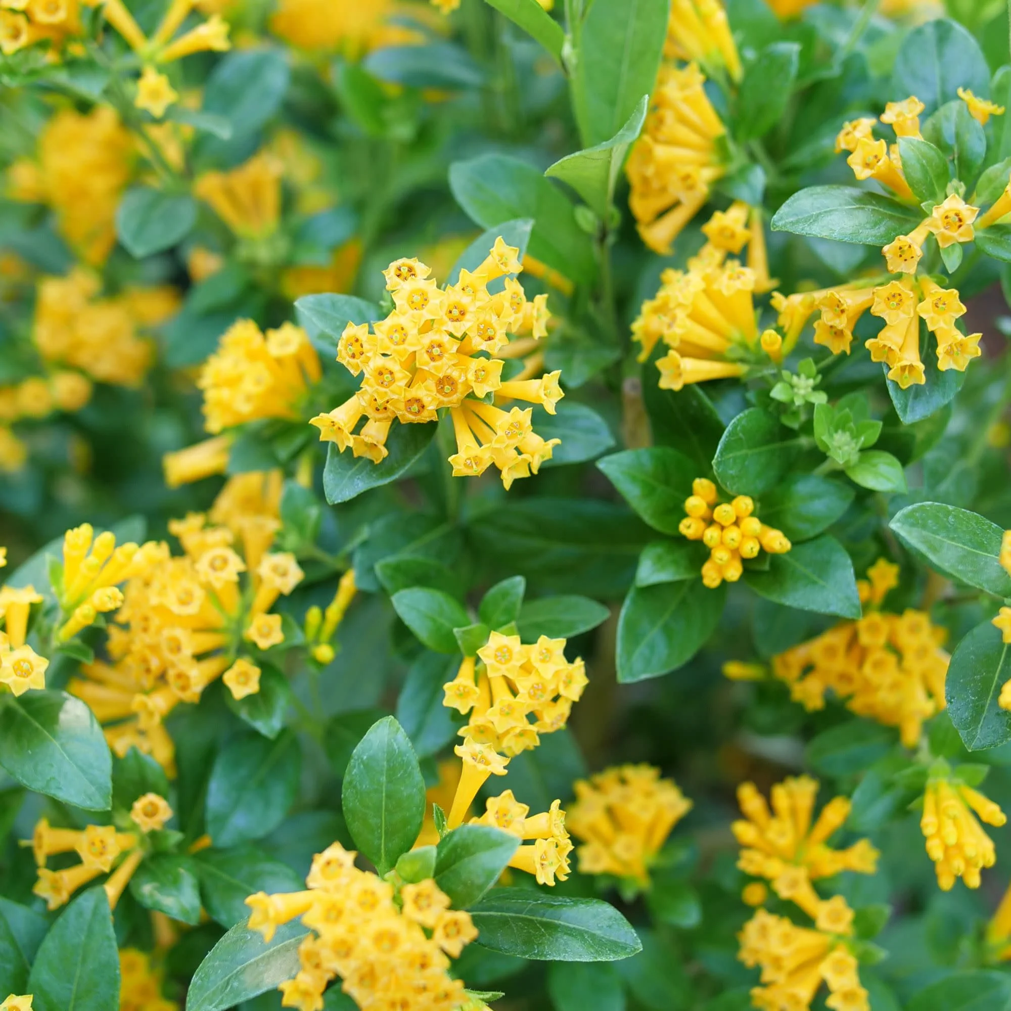 Juiced® Orange Jessamine (Cestrum corymbosum)