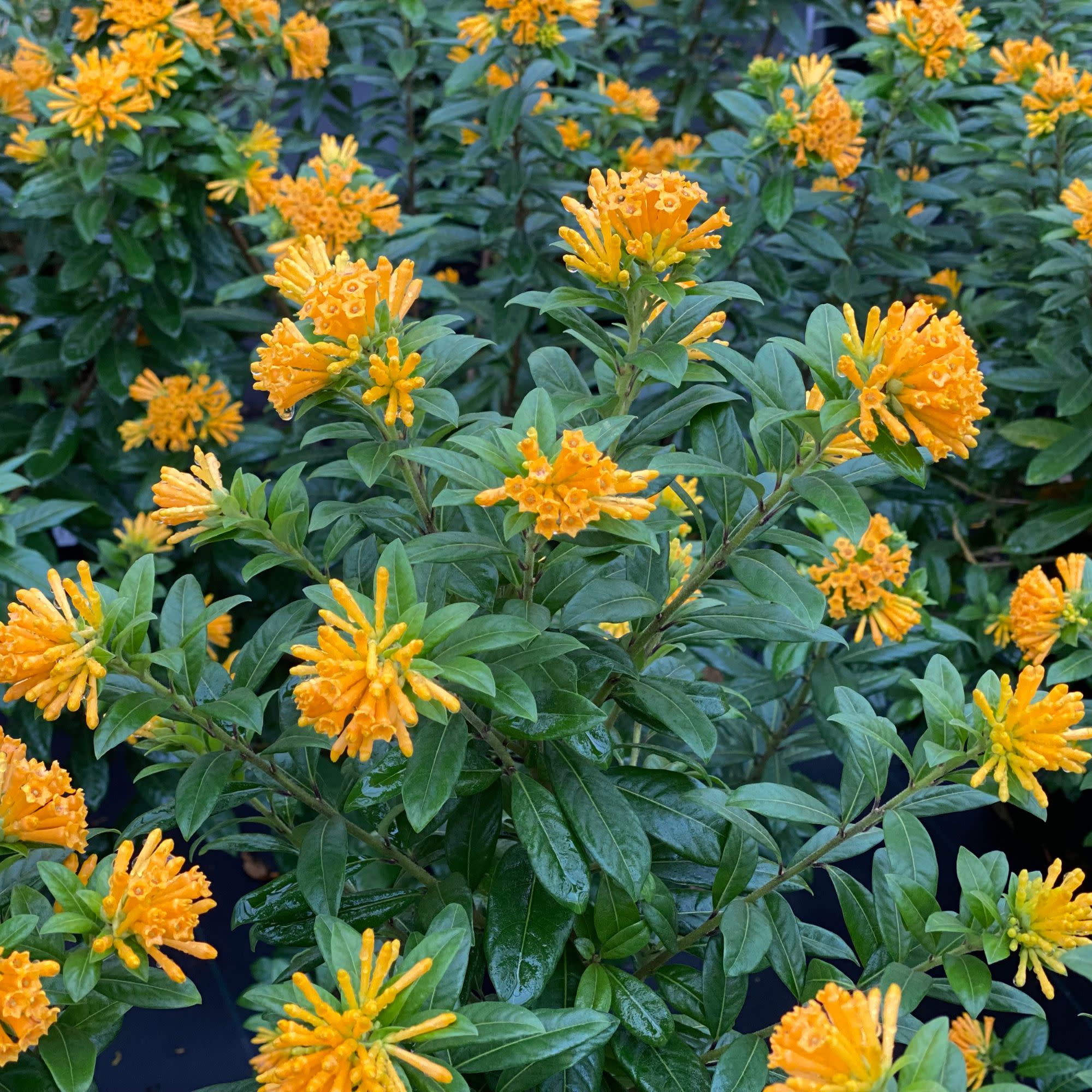 Juiced® Orange Jessamine (Cestrum corymbosum) - Image 3