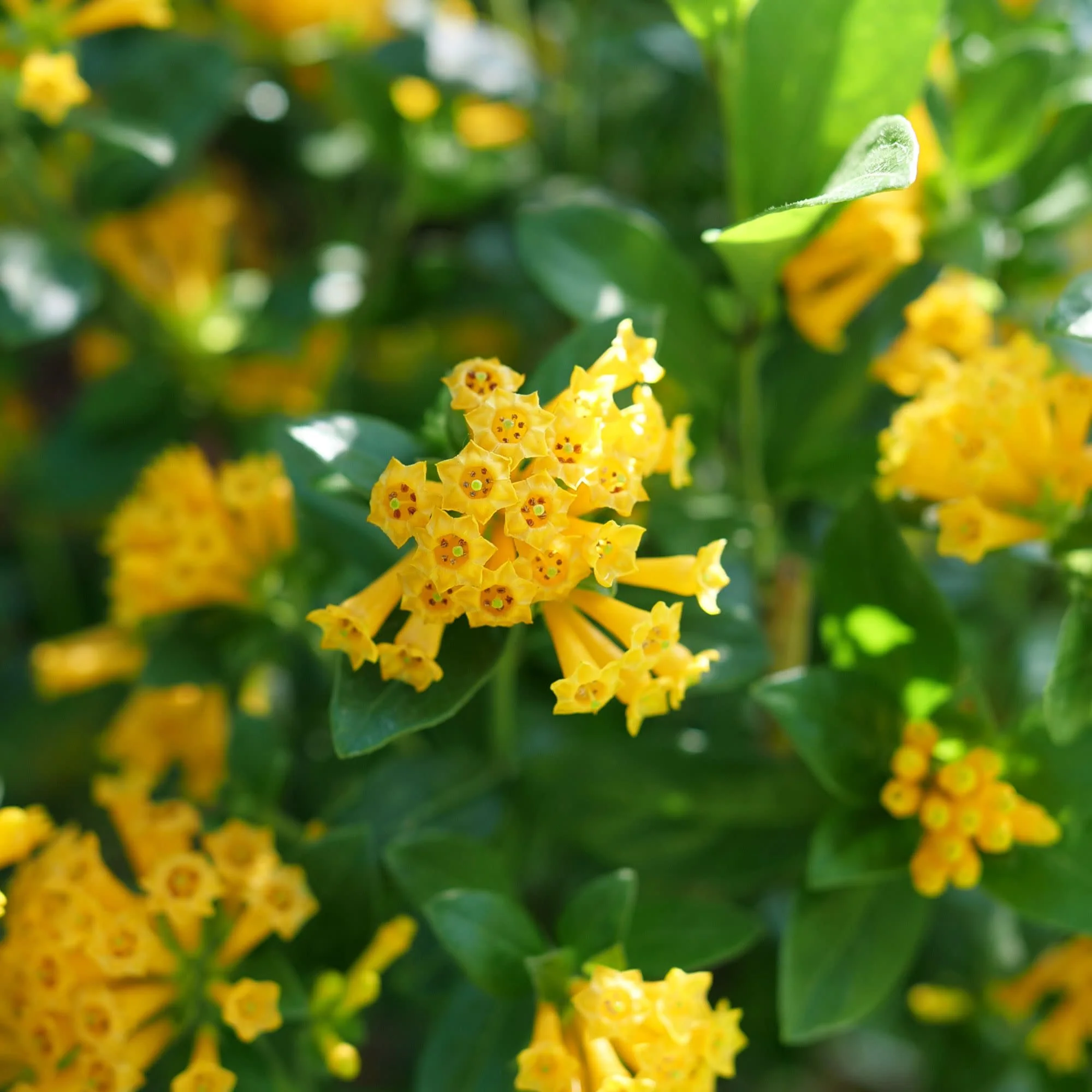 Juiced® Orange Jessamine (Cestrum corymbosum) - Image 4