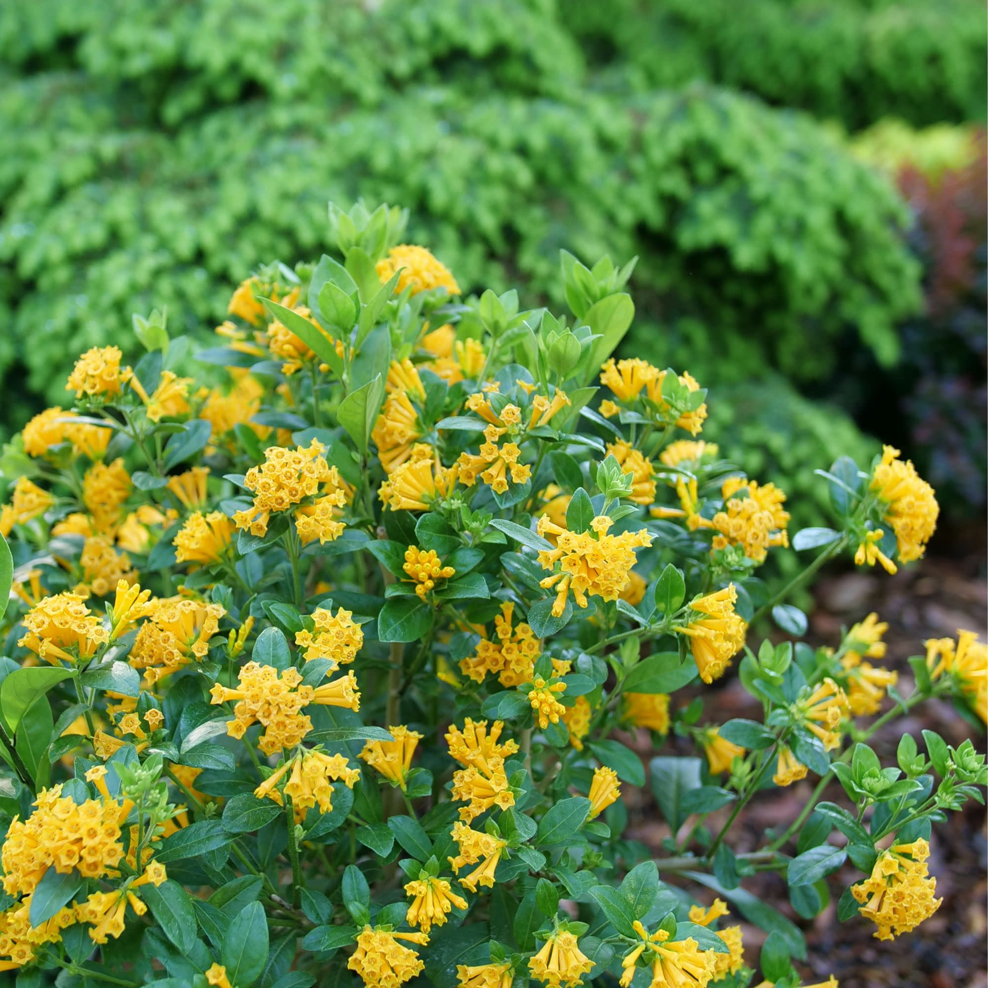 Juiced® Orange Jessamine (Cestrum corymbosum) - Image 5