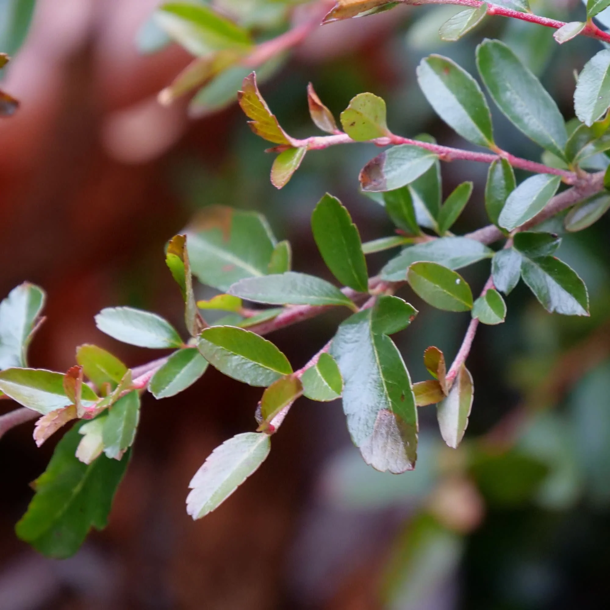 Juke Box® (×Pyracomeles sp.) - Image 3