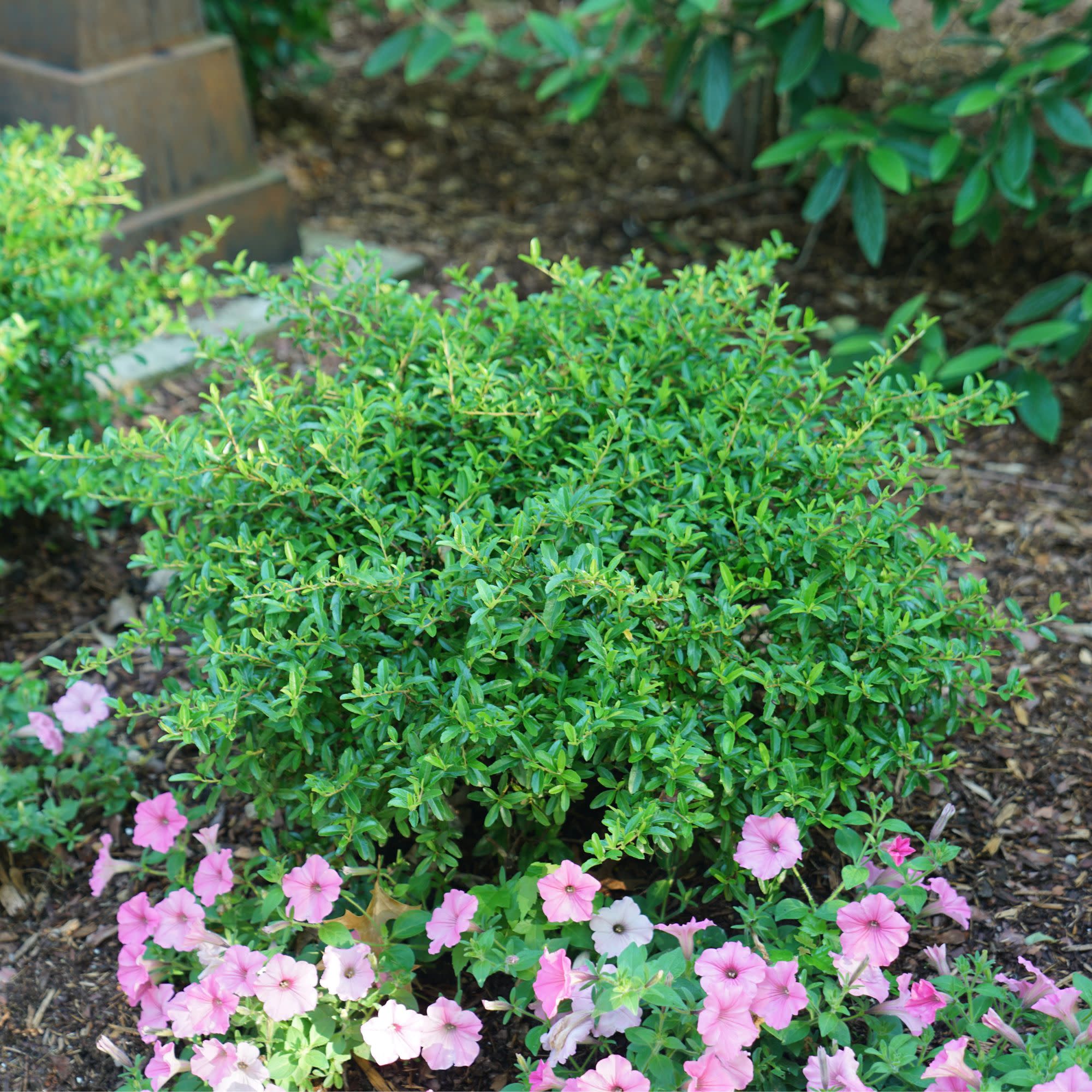Juke Box® (×Pyracomeles sp.) - Image 4