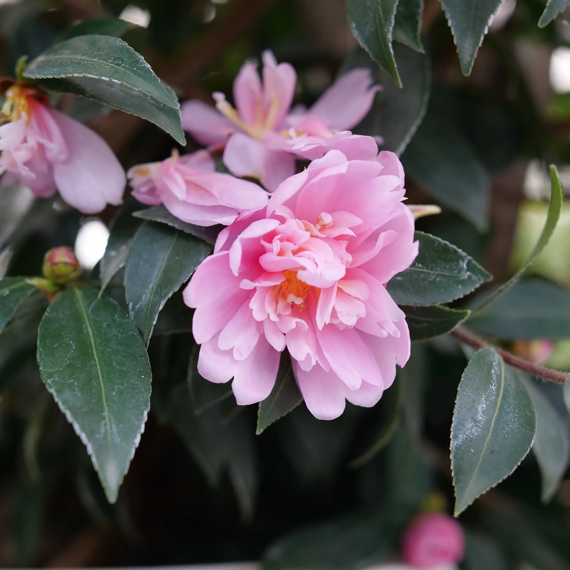 Just Chill® Double Pink (Camellia x)