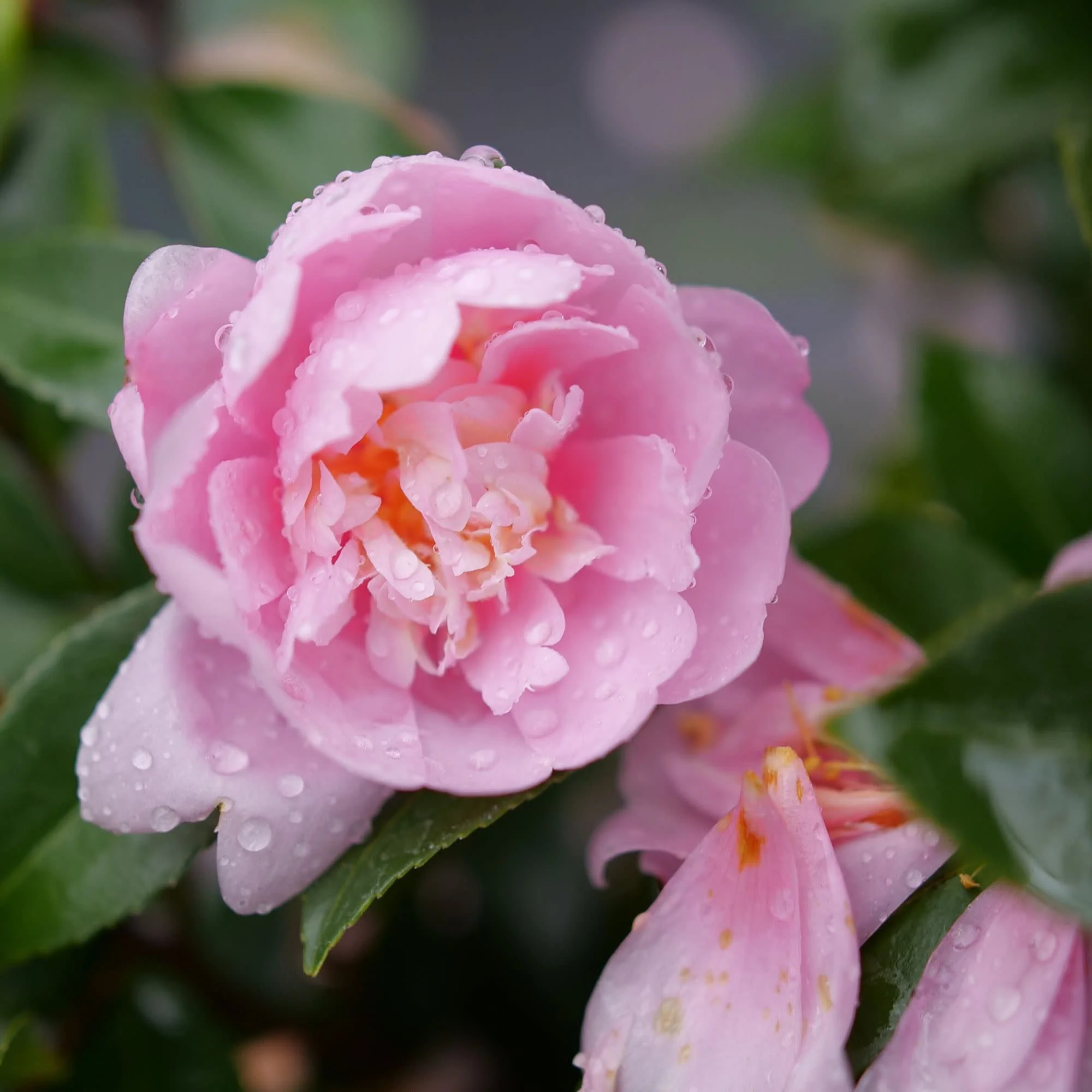 Just Chill® Double Pink (Camellia x) - Image 3