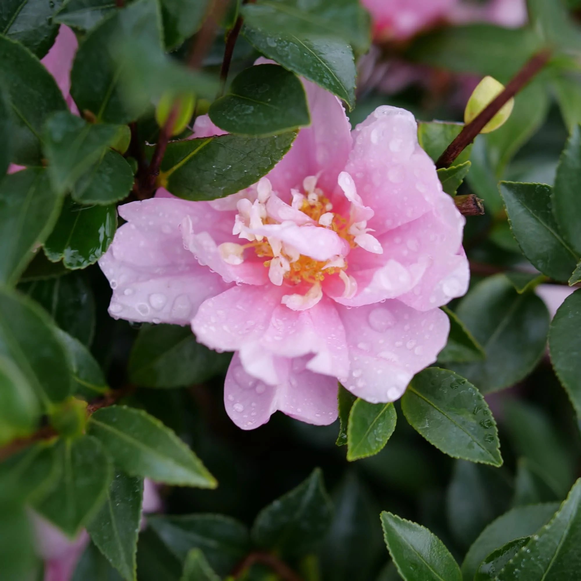 Just Chill® Double Pink (Camellia x) - Image 4