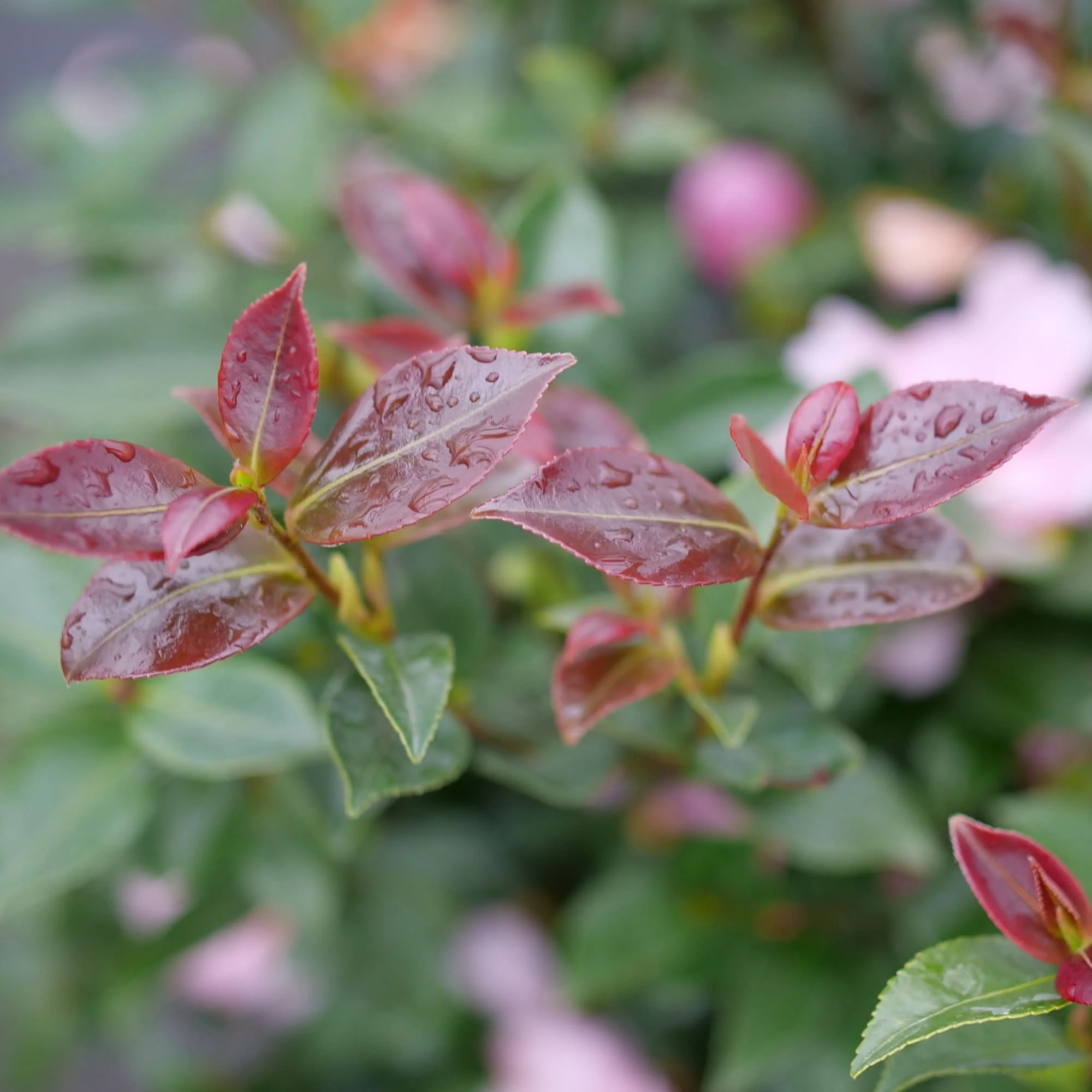 Just Chill® Double Pink (Camellia x) - Image 5