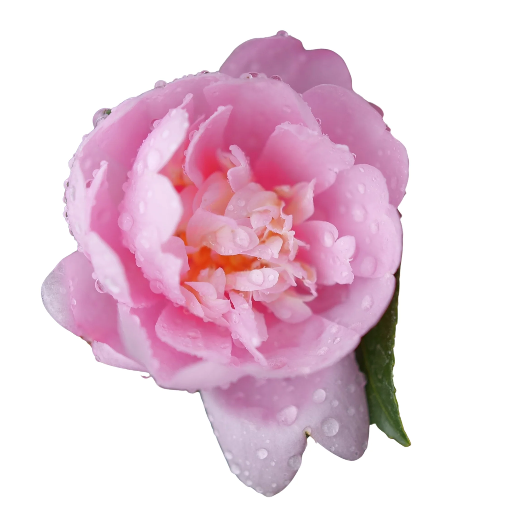 Just Chill® Double Pink (Camellia x) - Image 6