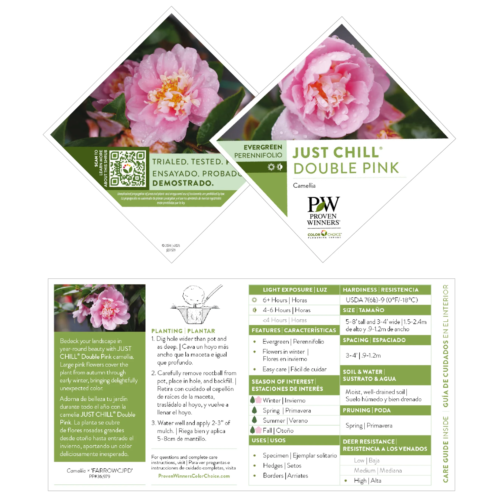 Just Chill® Double Pink (Camellia x) - Image 8