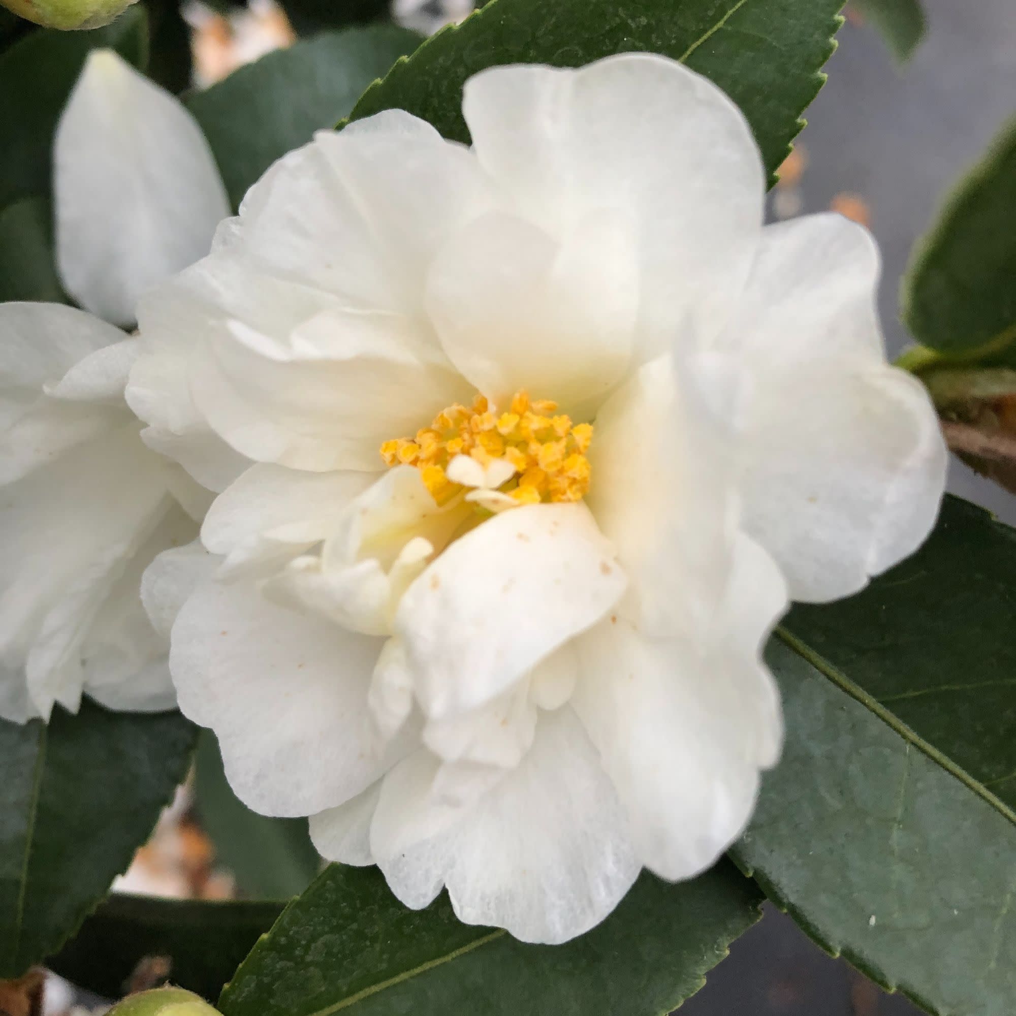 Just Chill® Double White (Camellia x) - Image 5